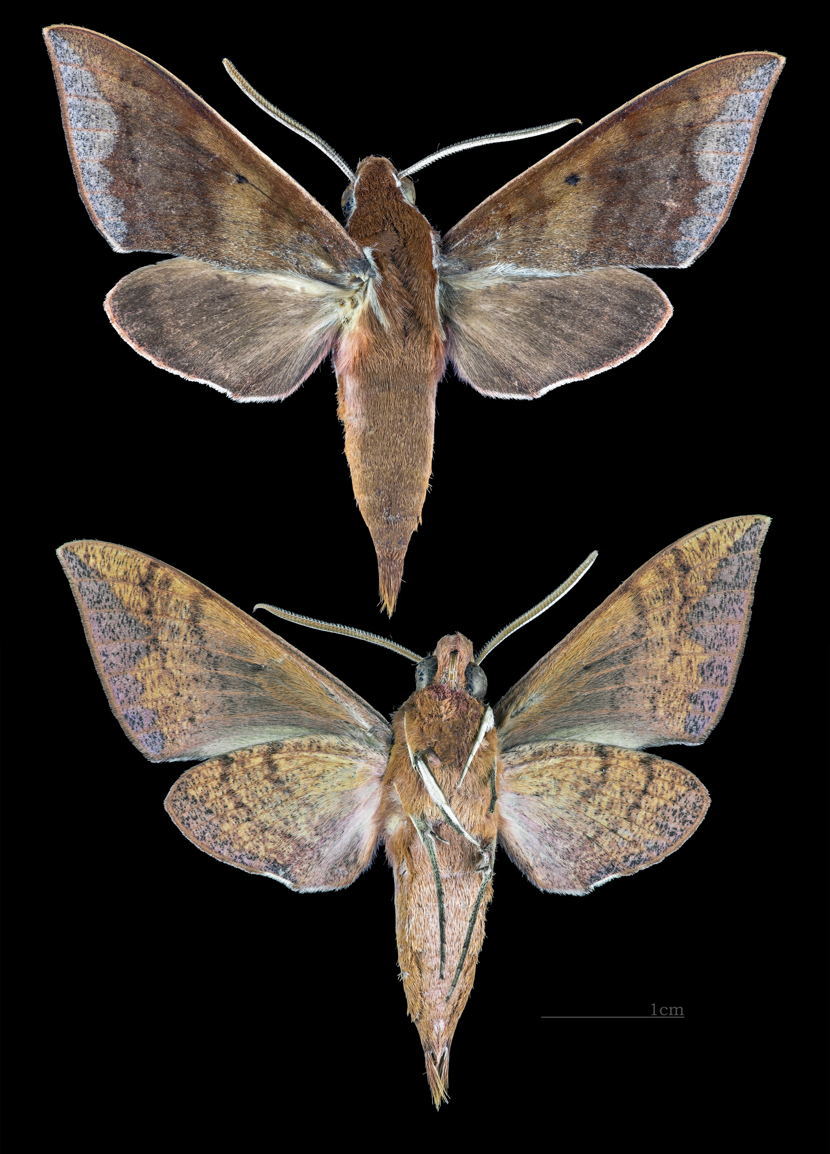 Theretra castanea MHNT CUT 2010 0 128 Mahabaleshwar India