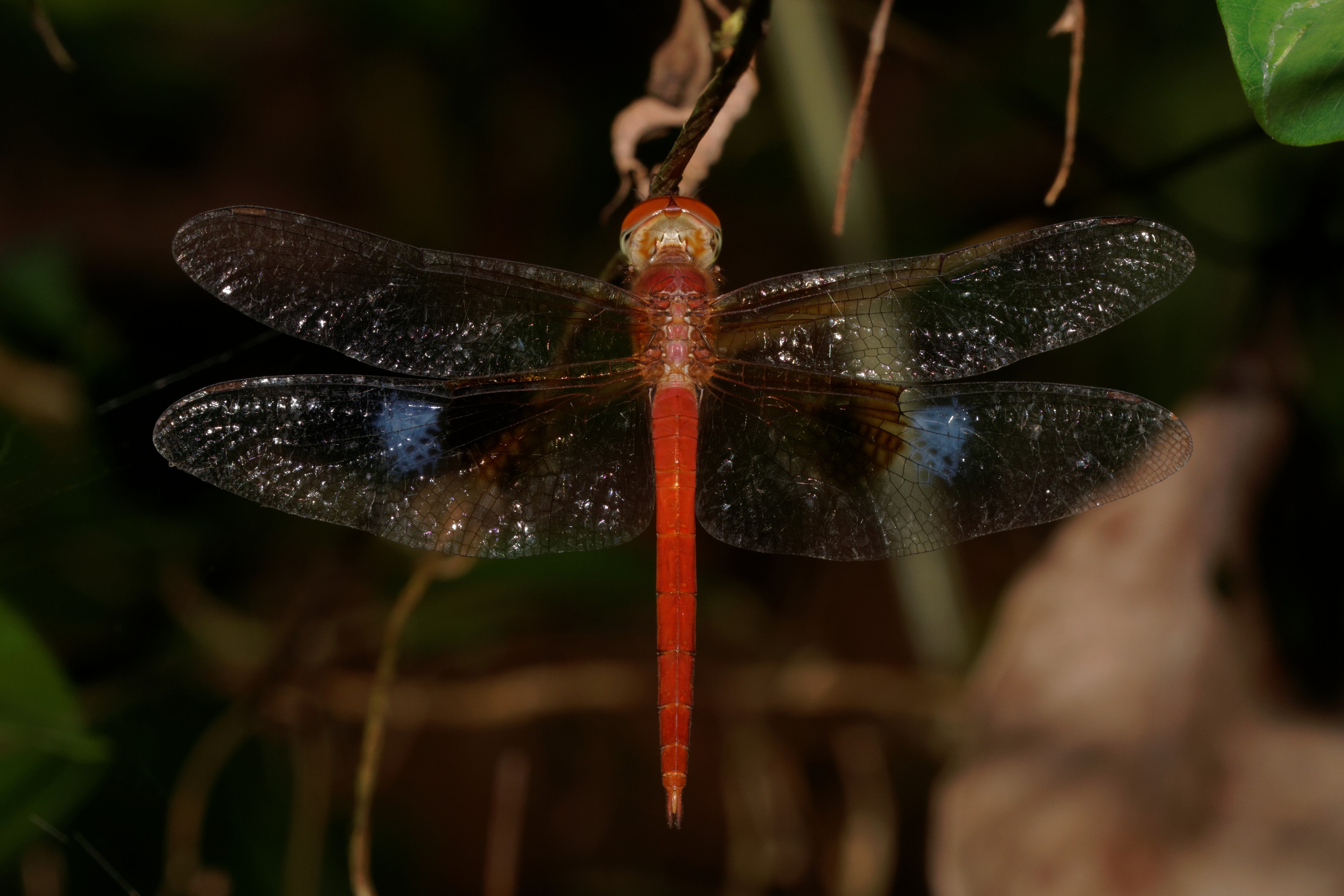 Tholymis tillarga-Kadavoor-2016-09-06-001