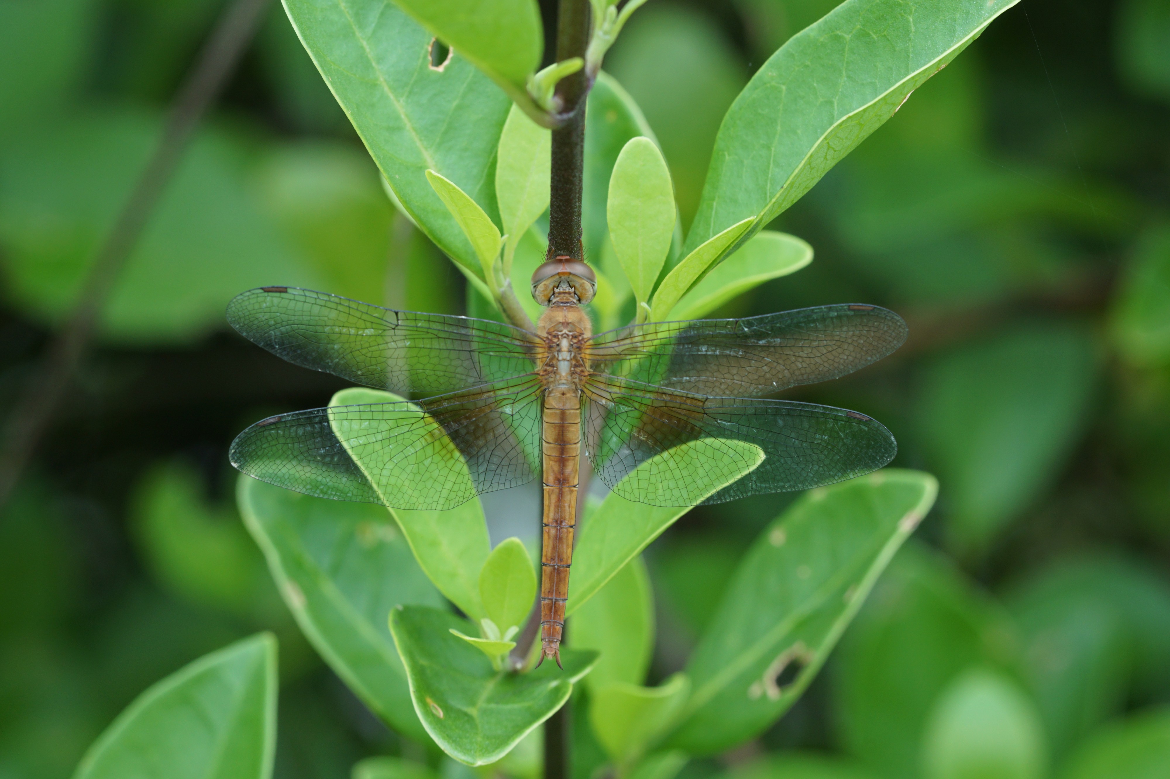 Tholymis tillarga 05181