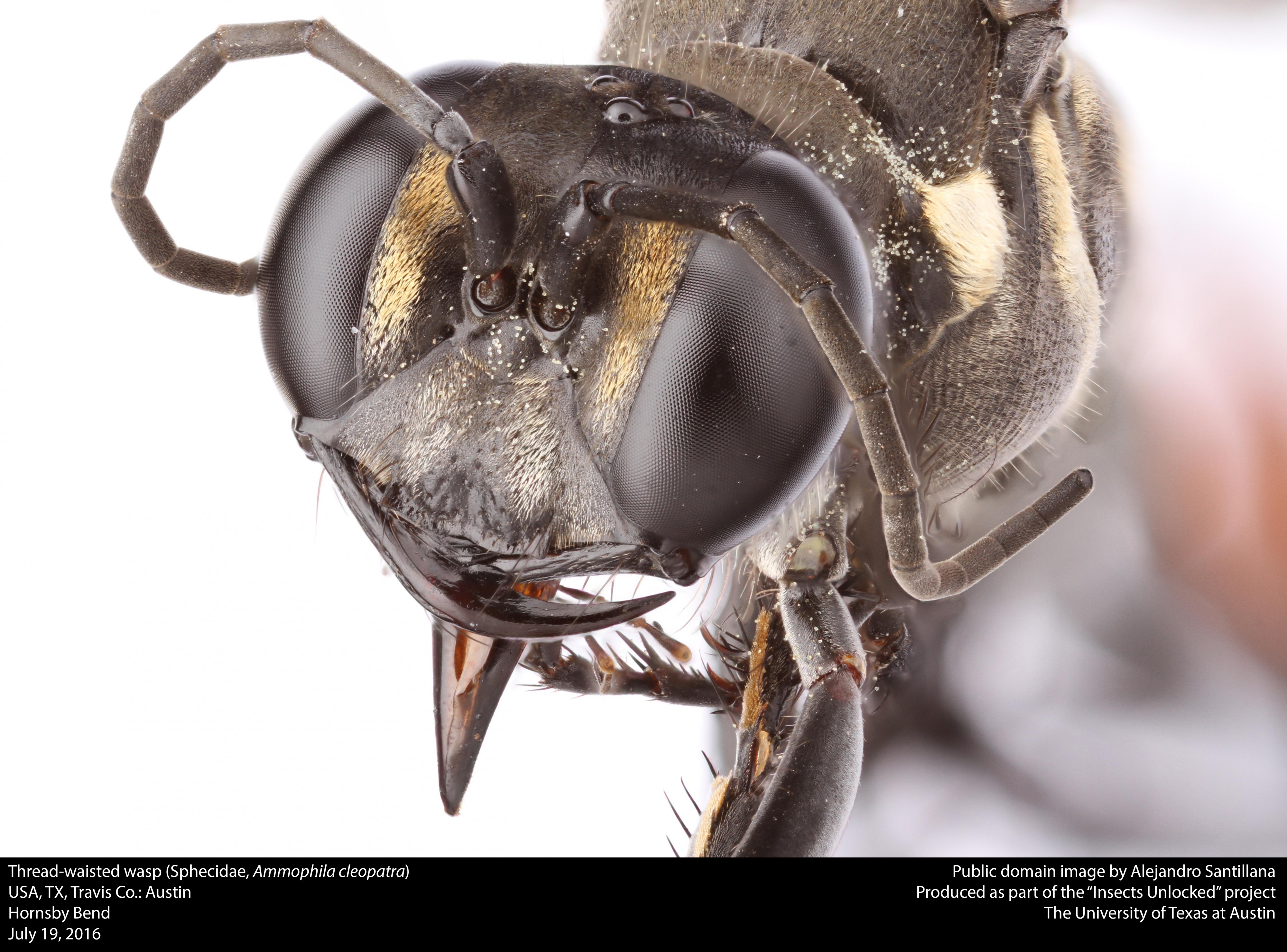Thread-waisted wasp (Sphecidae, Ammophila cleopatra) (28241587000)