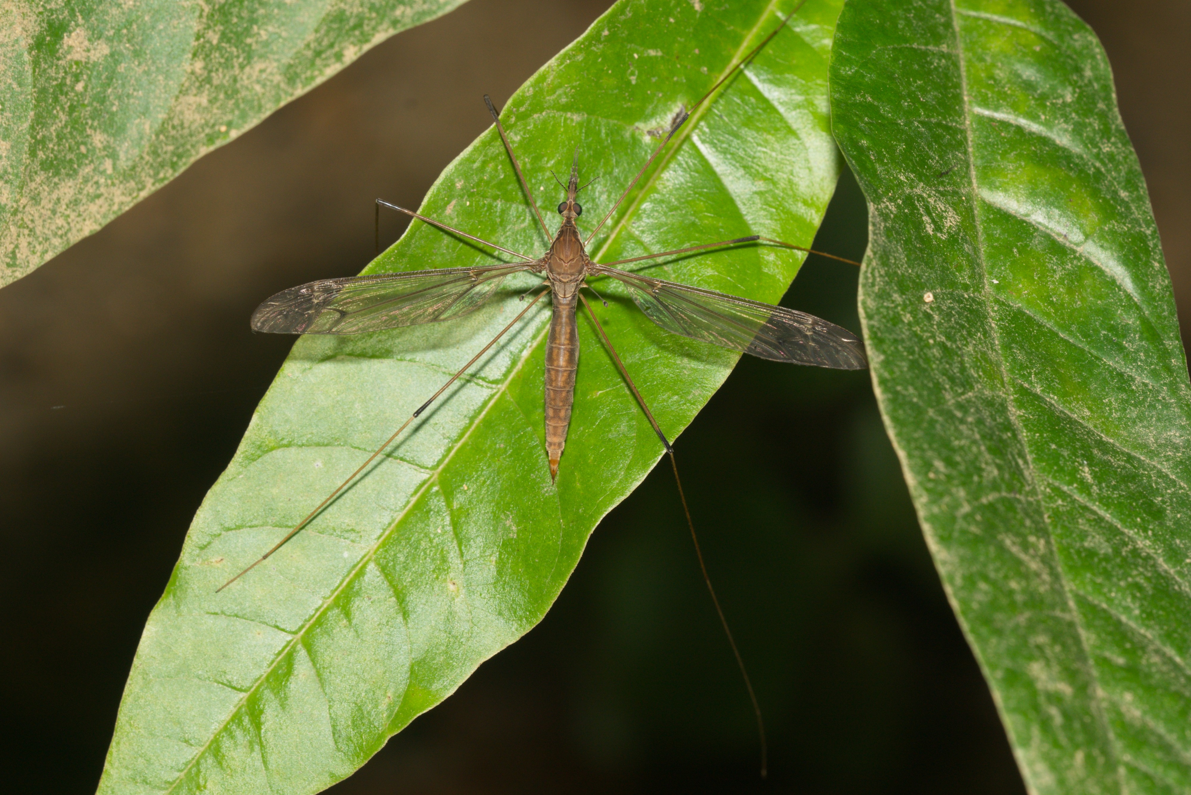 Tipulidae-Kadavoor-2016-06-23-001