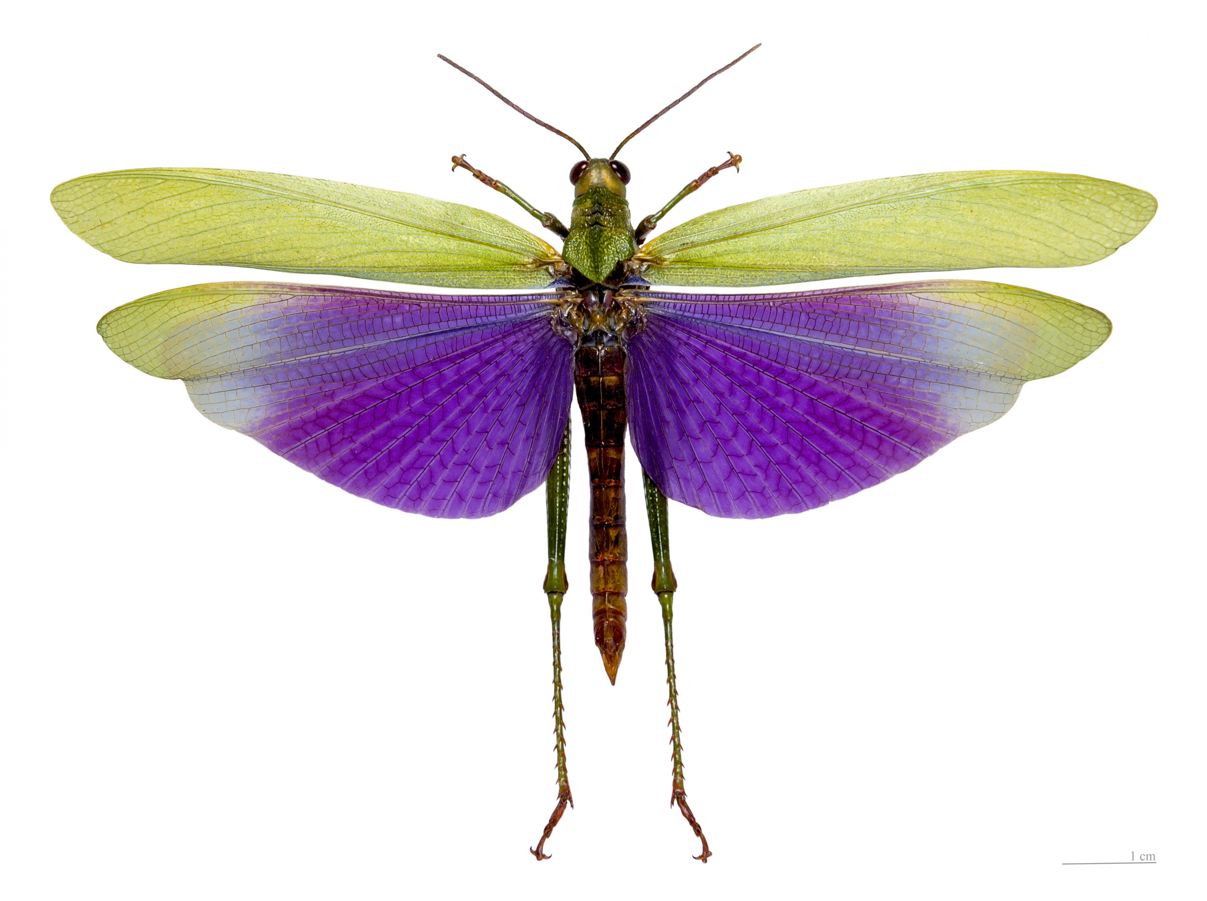 Titanacris Albipes Vol