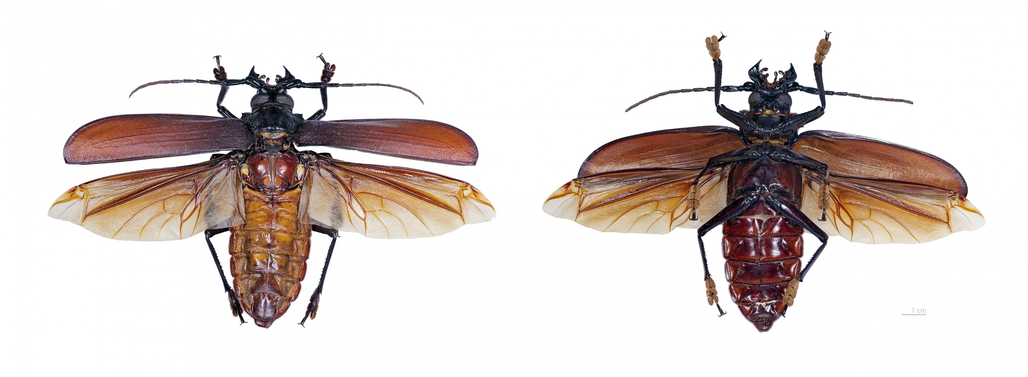 Titanus giganteus MHNT vol