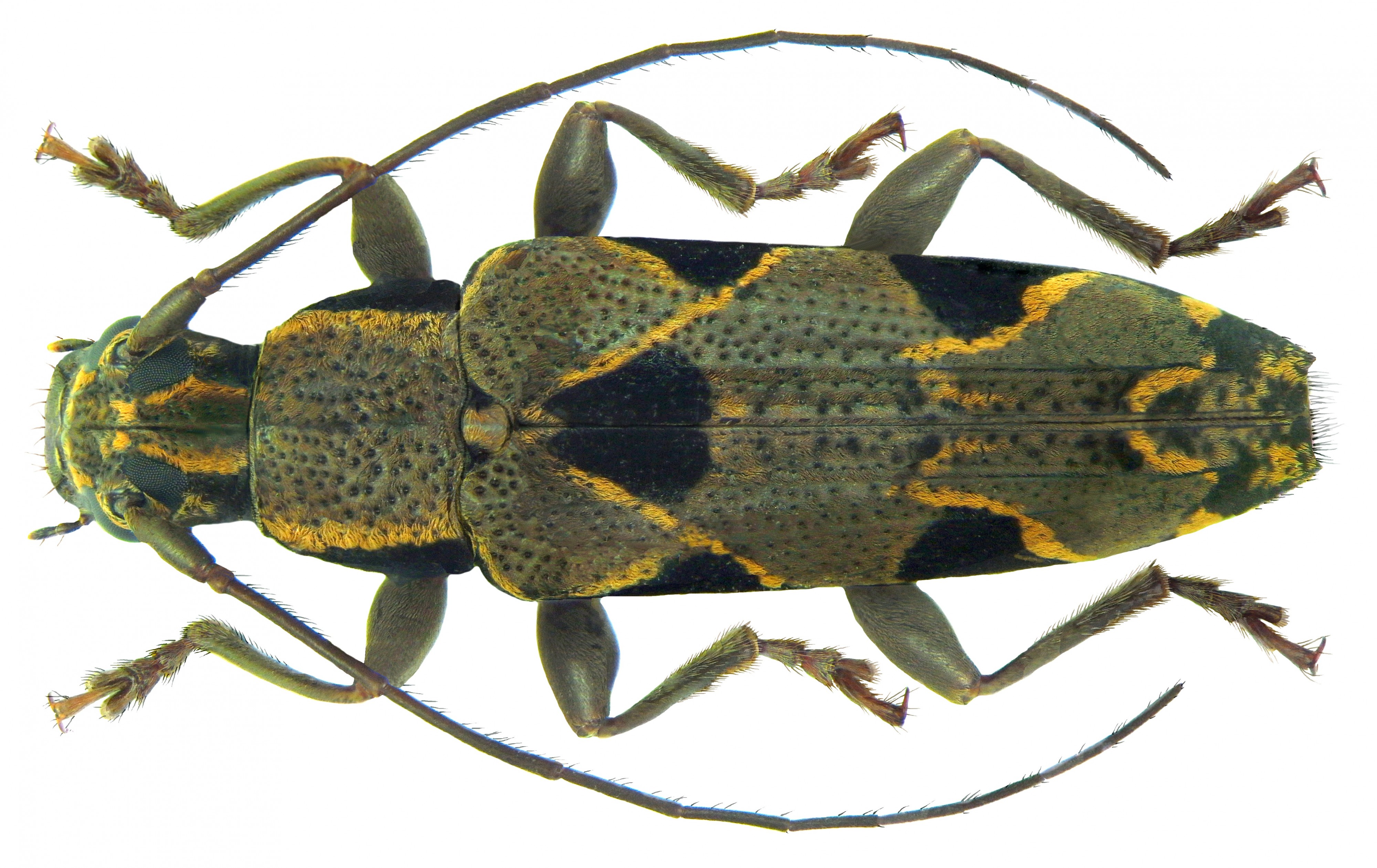 Tmesisternus distinctus Boisduval, 1835 (6708032743)