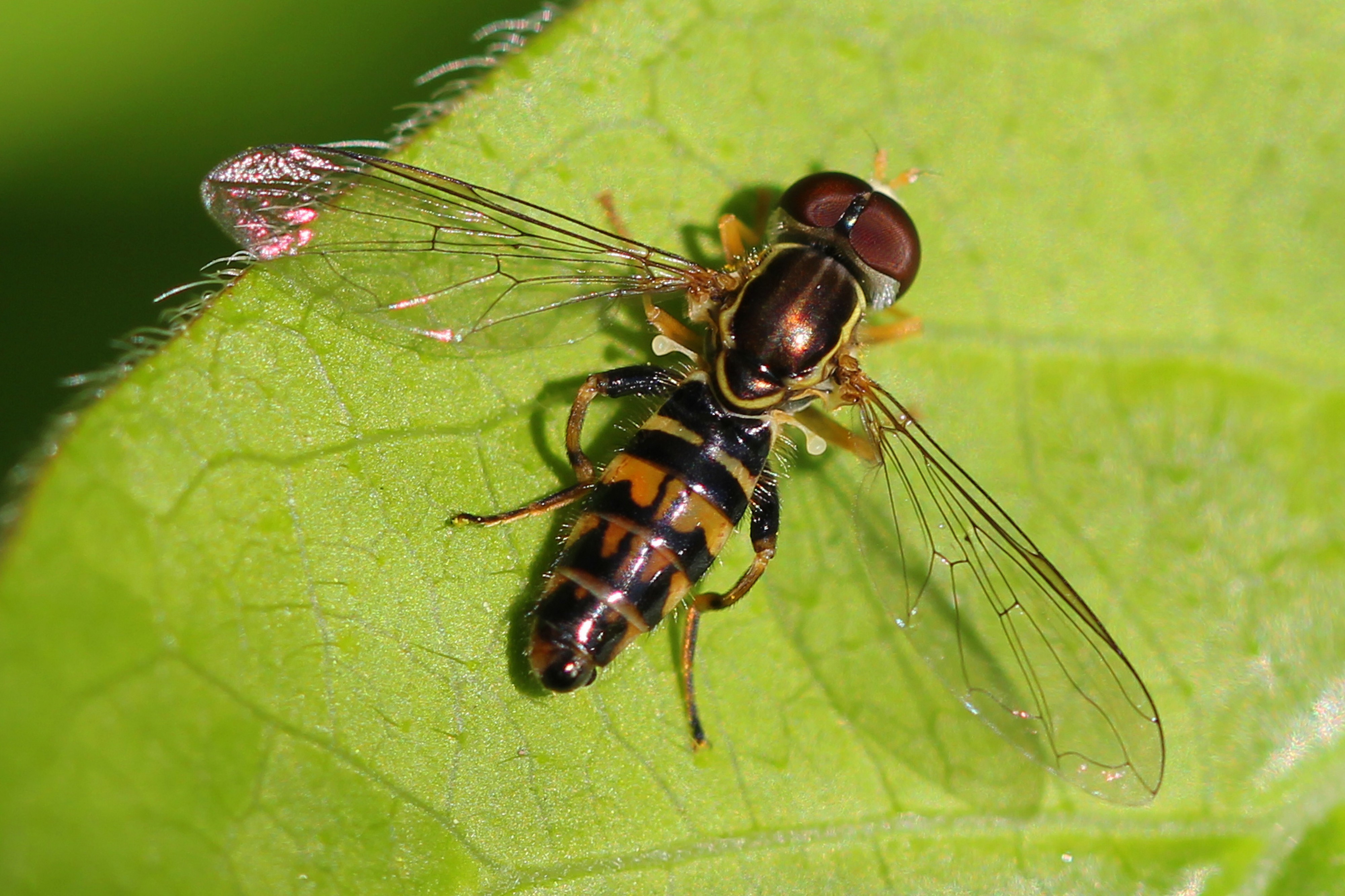 Toxomerus Geminatus, Merrimac Farm Wildlife Management Area, Nokesville, Virginia