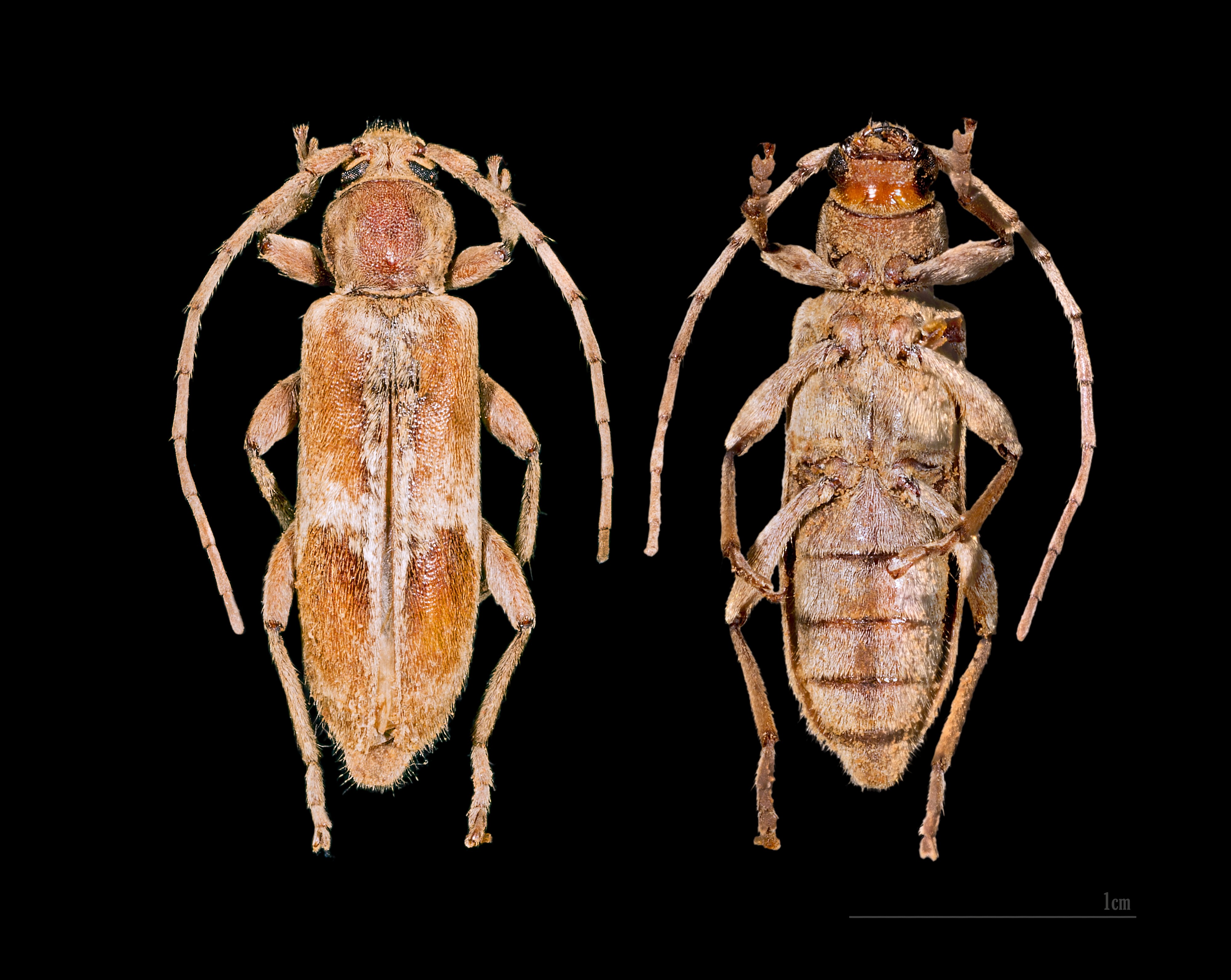 Trichoferus pallidus Femelle