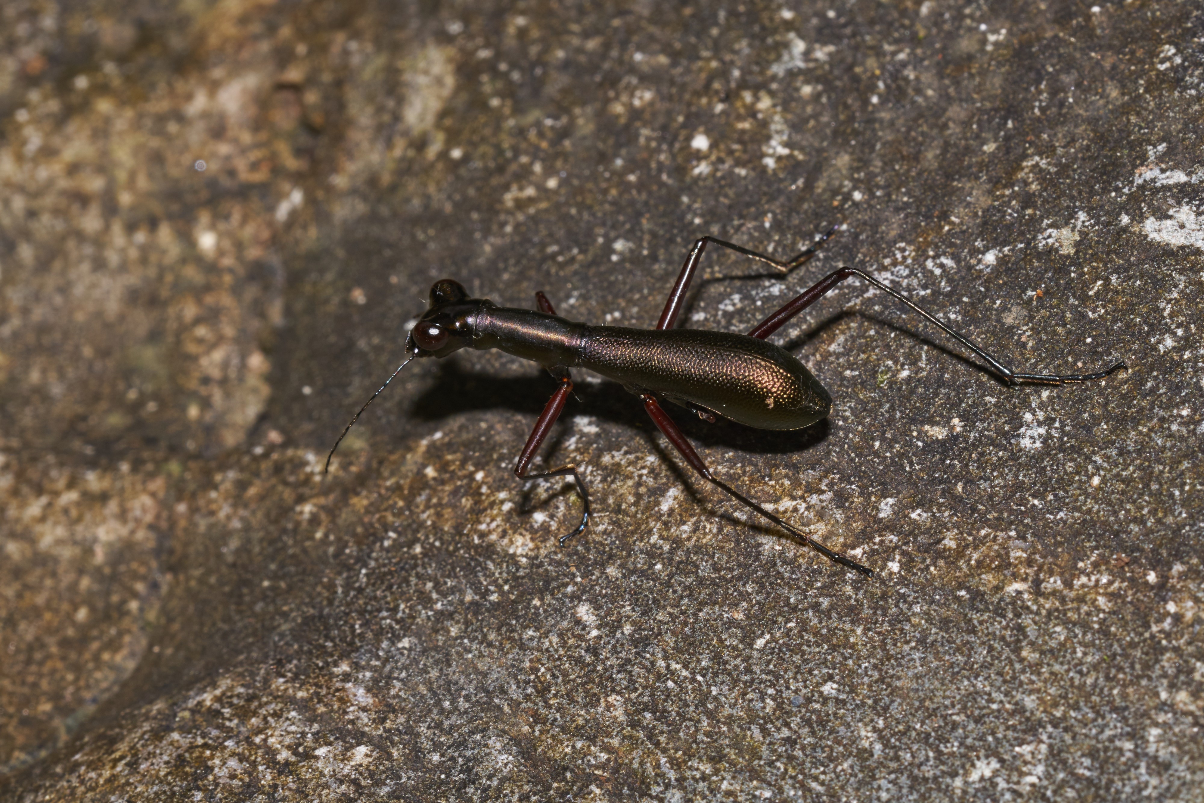 Tricondyla-Aralam-2016-10-29-001