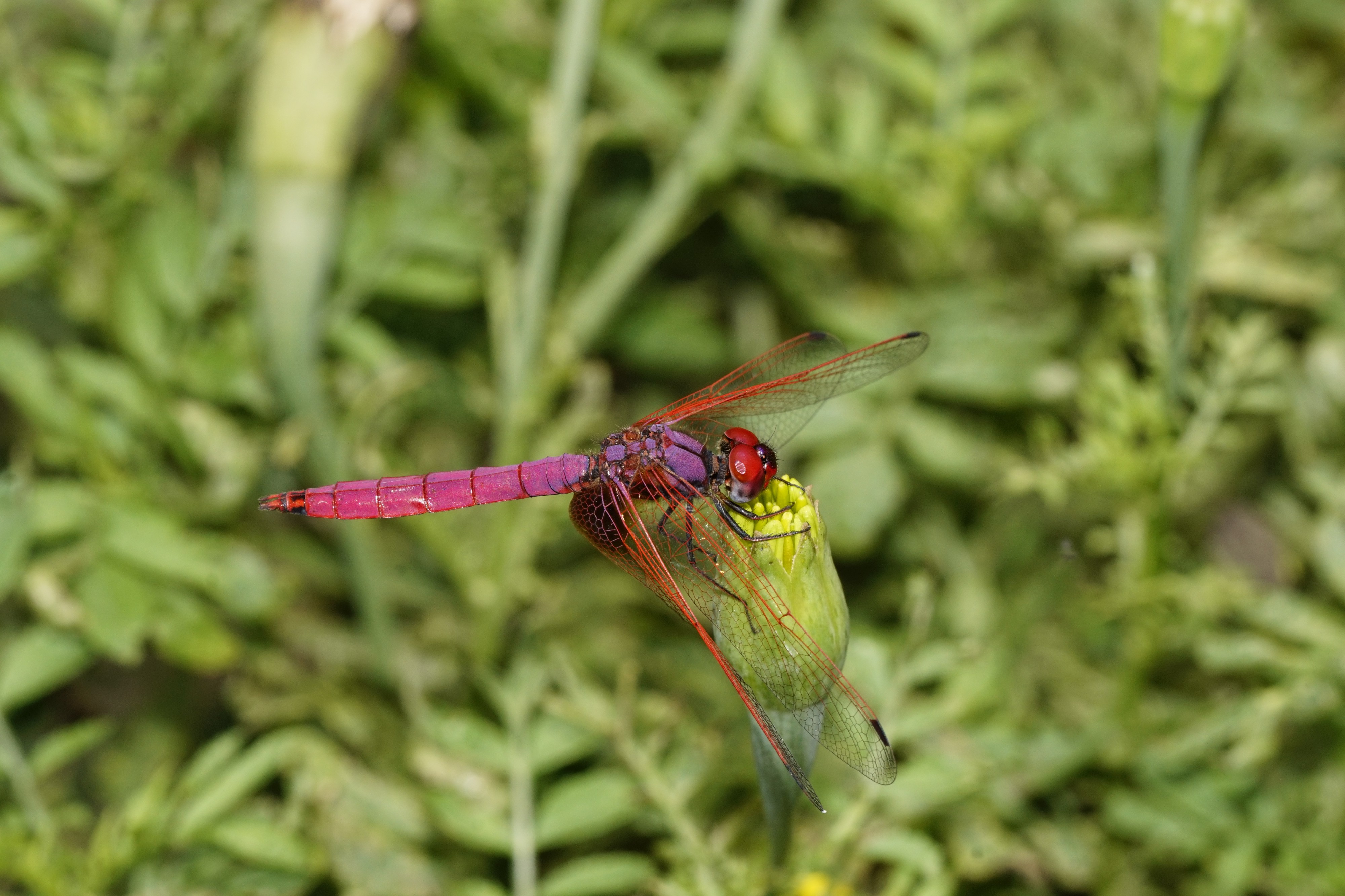 Trithemis aurora 5783