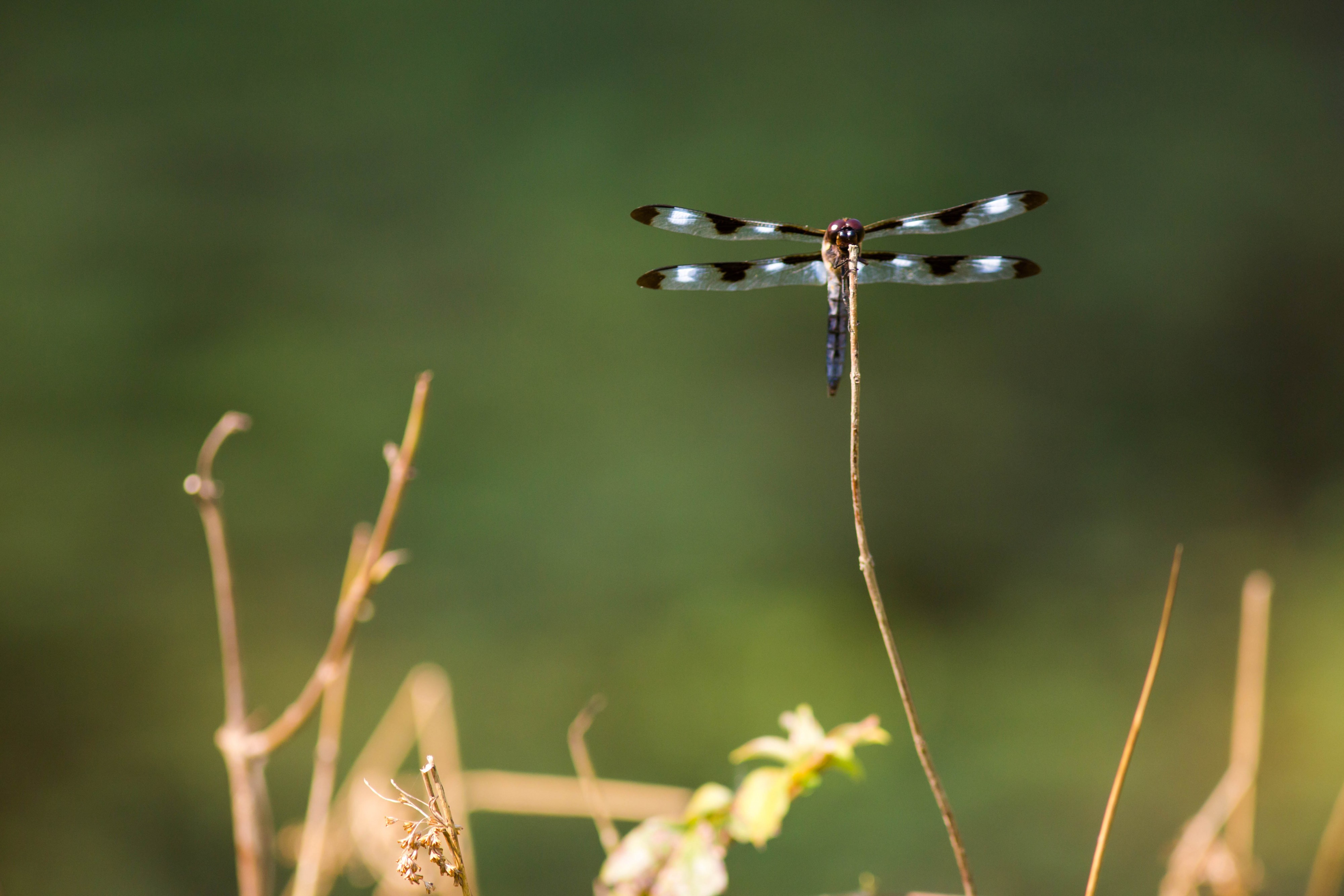 Twelve-spotted skimmer (21821301566)