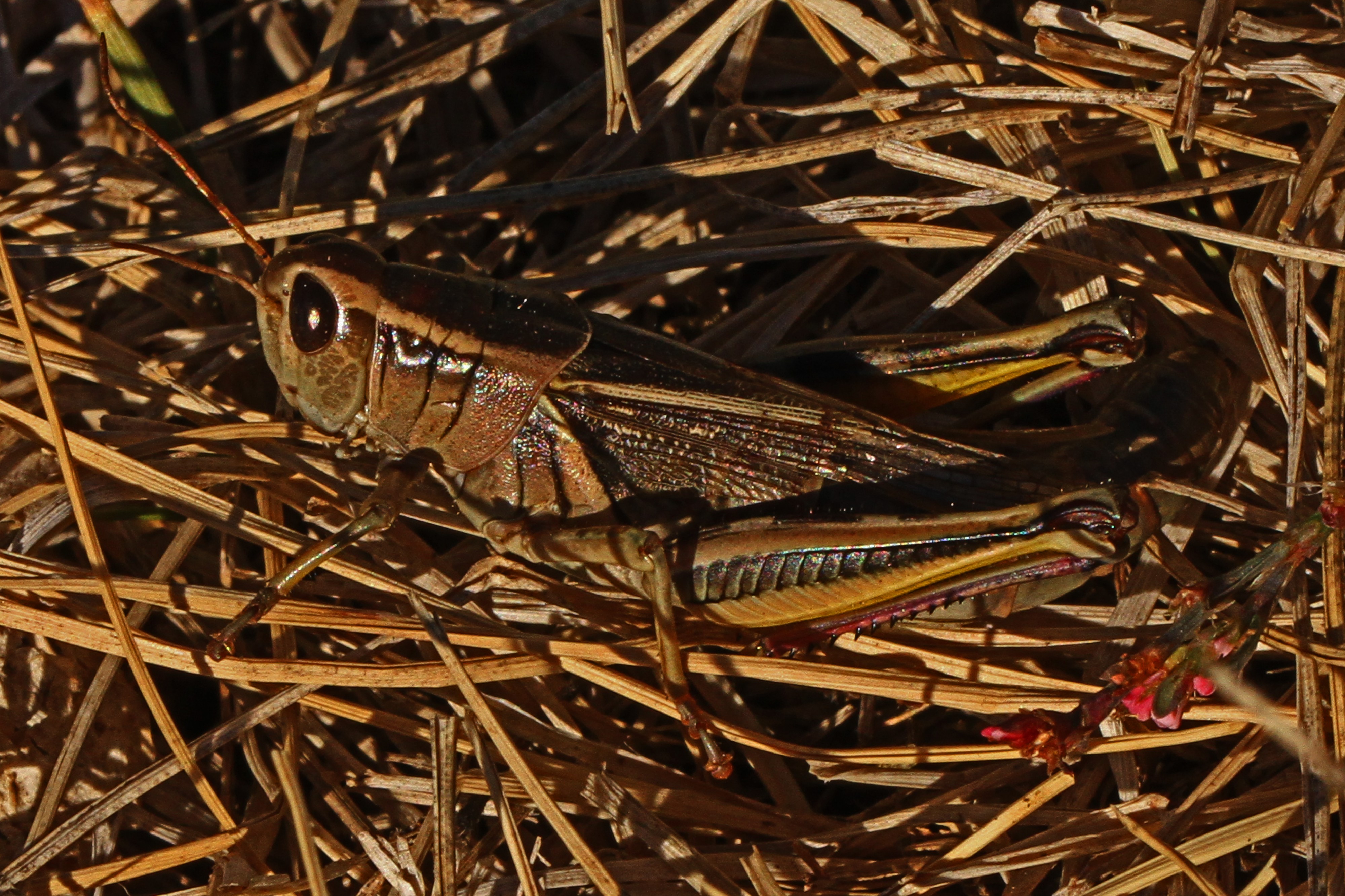 Two-striped Grasshopper - Melanoplus bivittatus, Coldstream Cemetery, Vernon, British Columbia