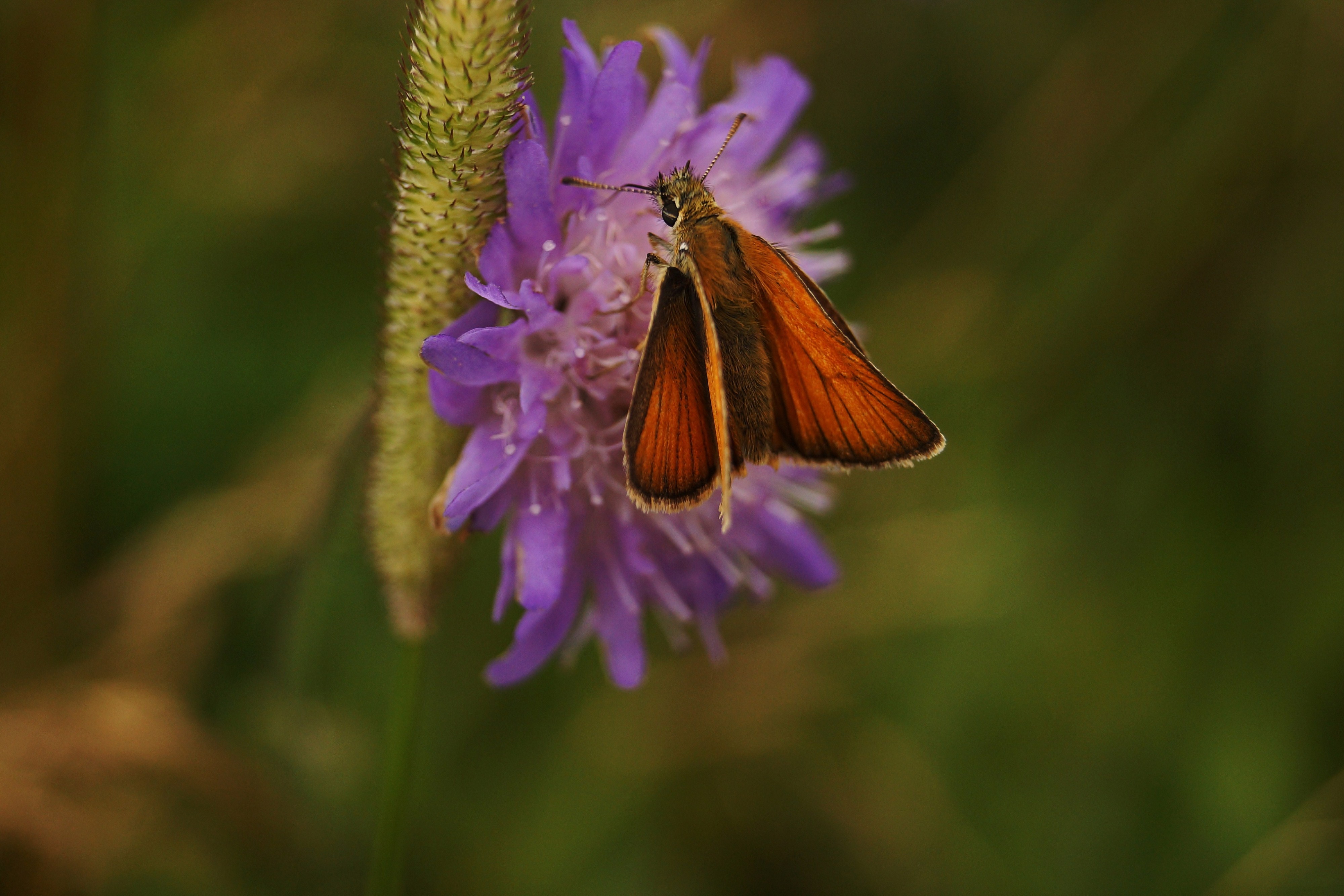 Unidentified Hesperiidae