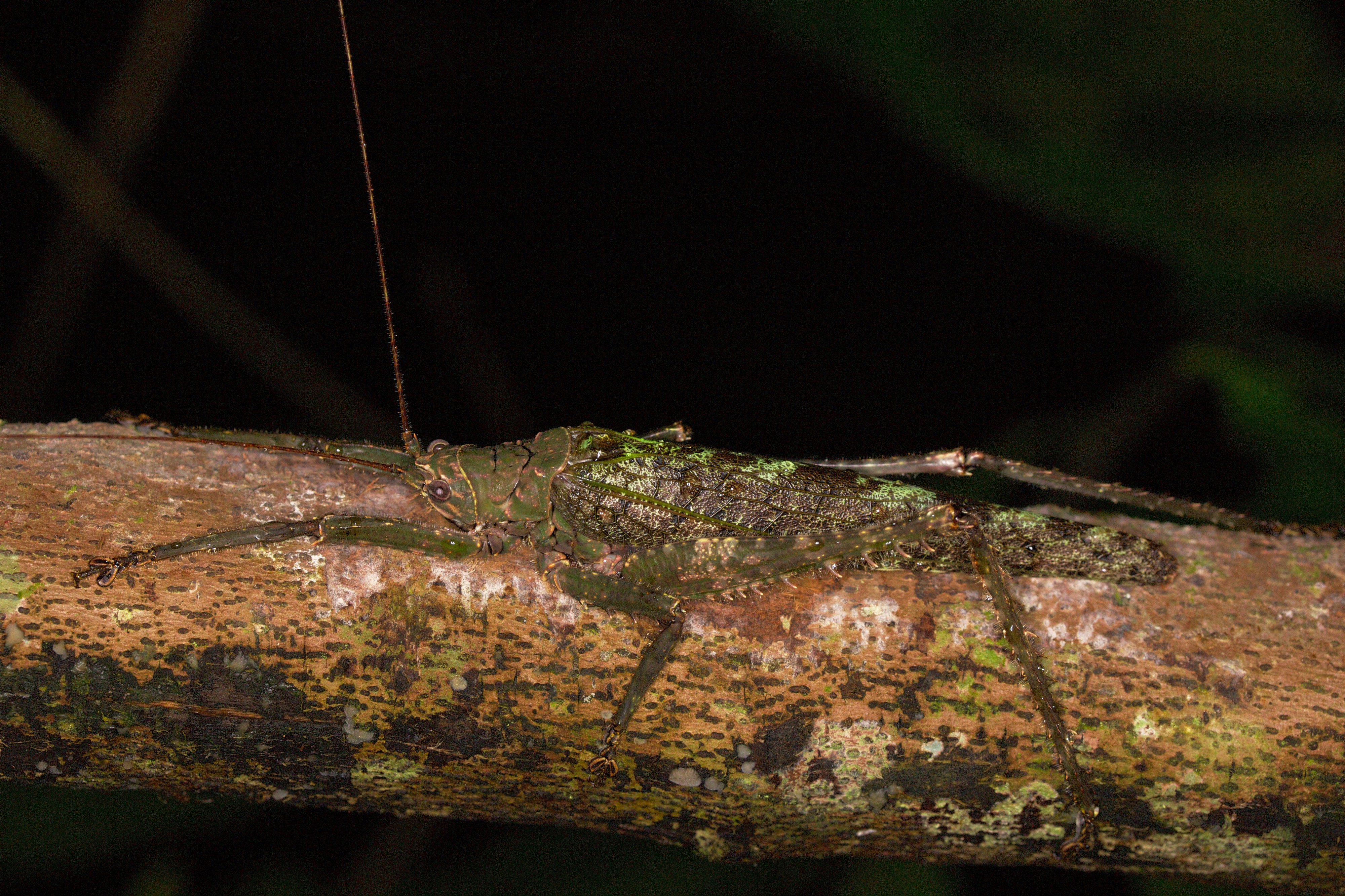 Unknown katydid (14525302042)