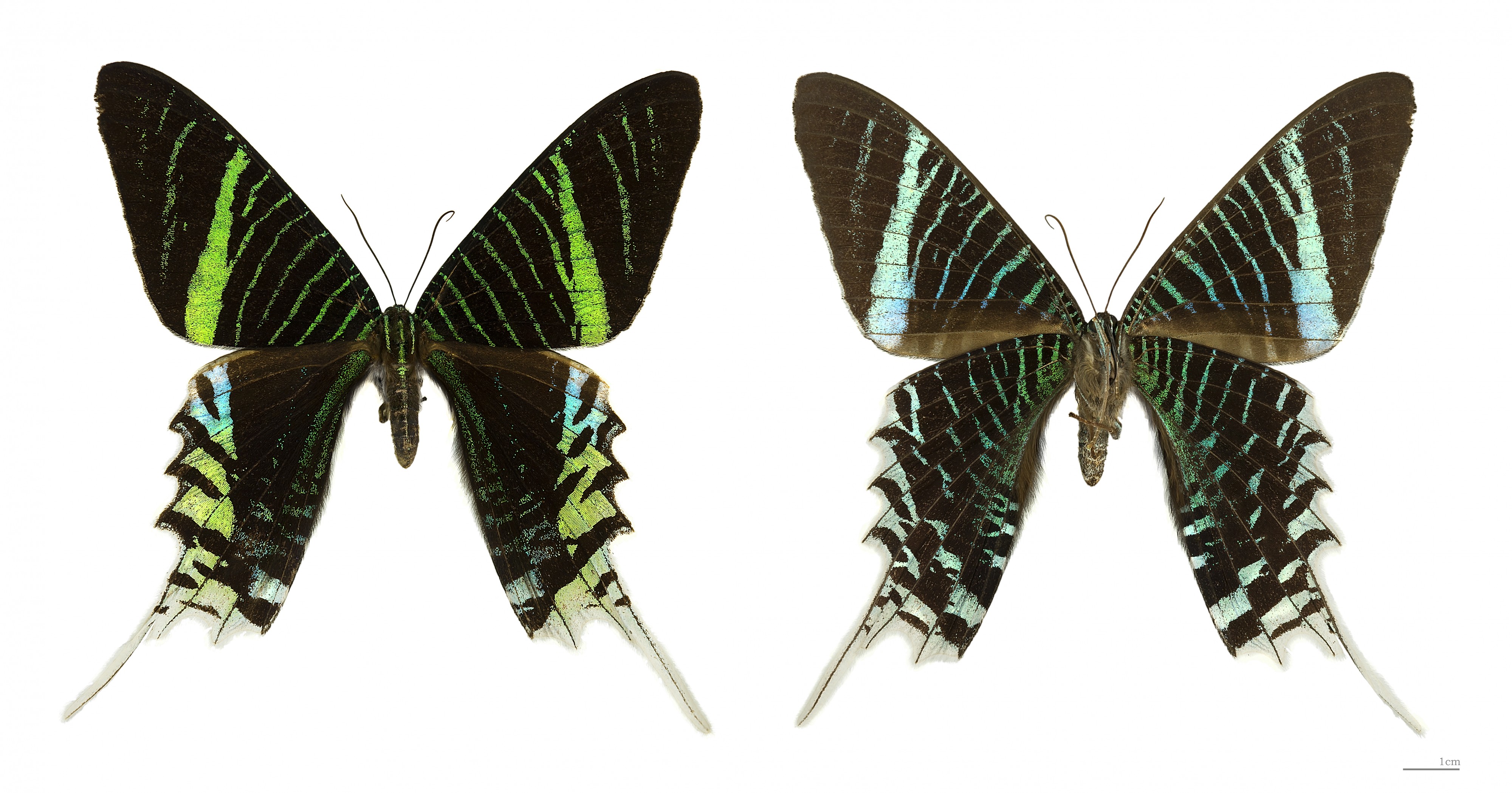Urania leilus MHNT