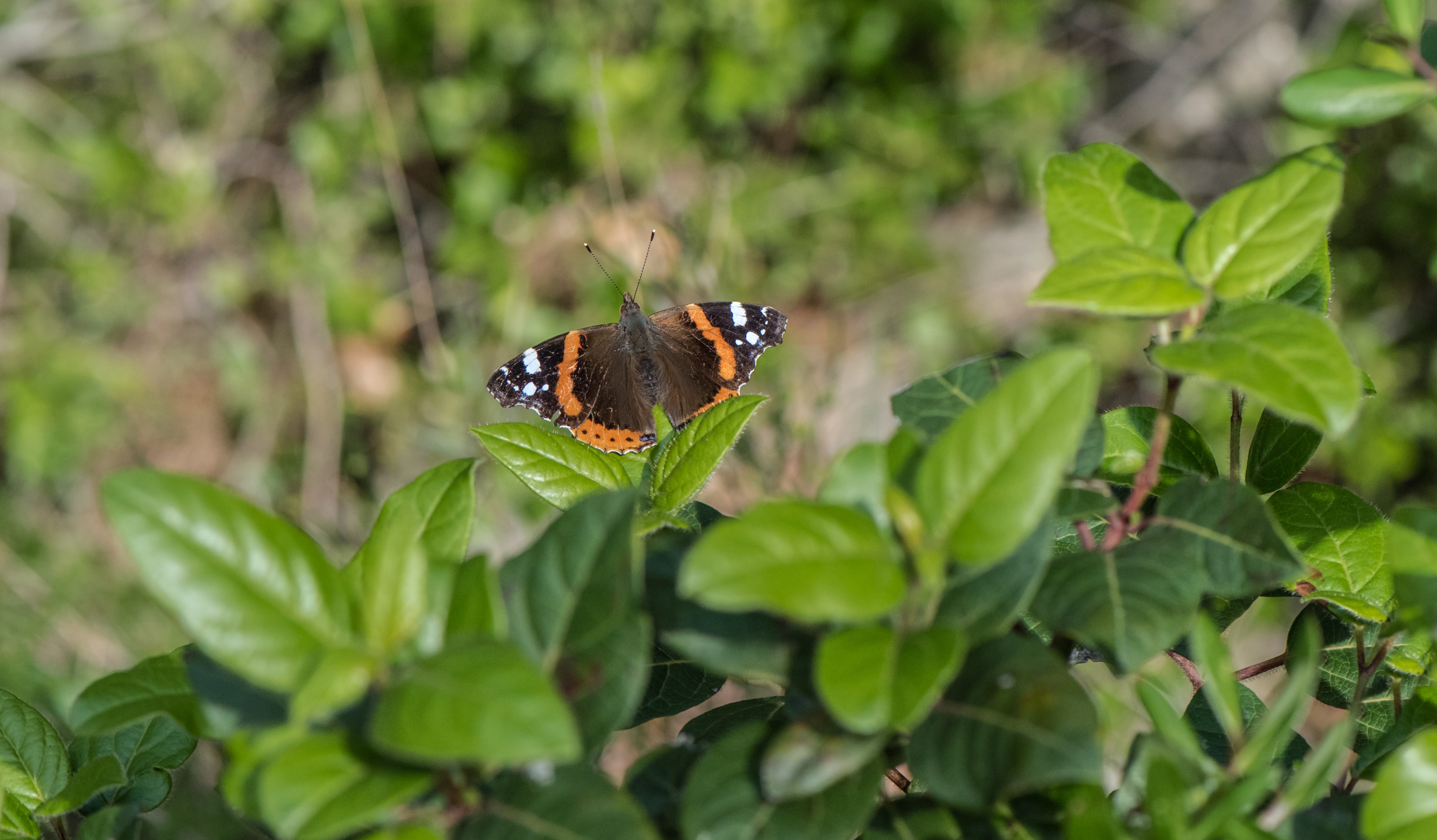Vanessa atalanta, Sète 01