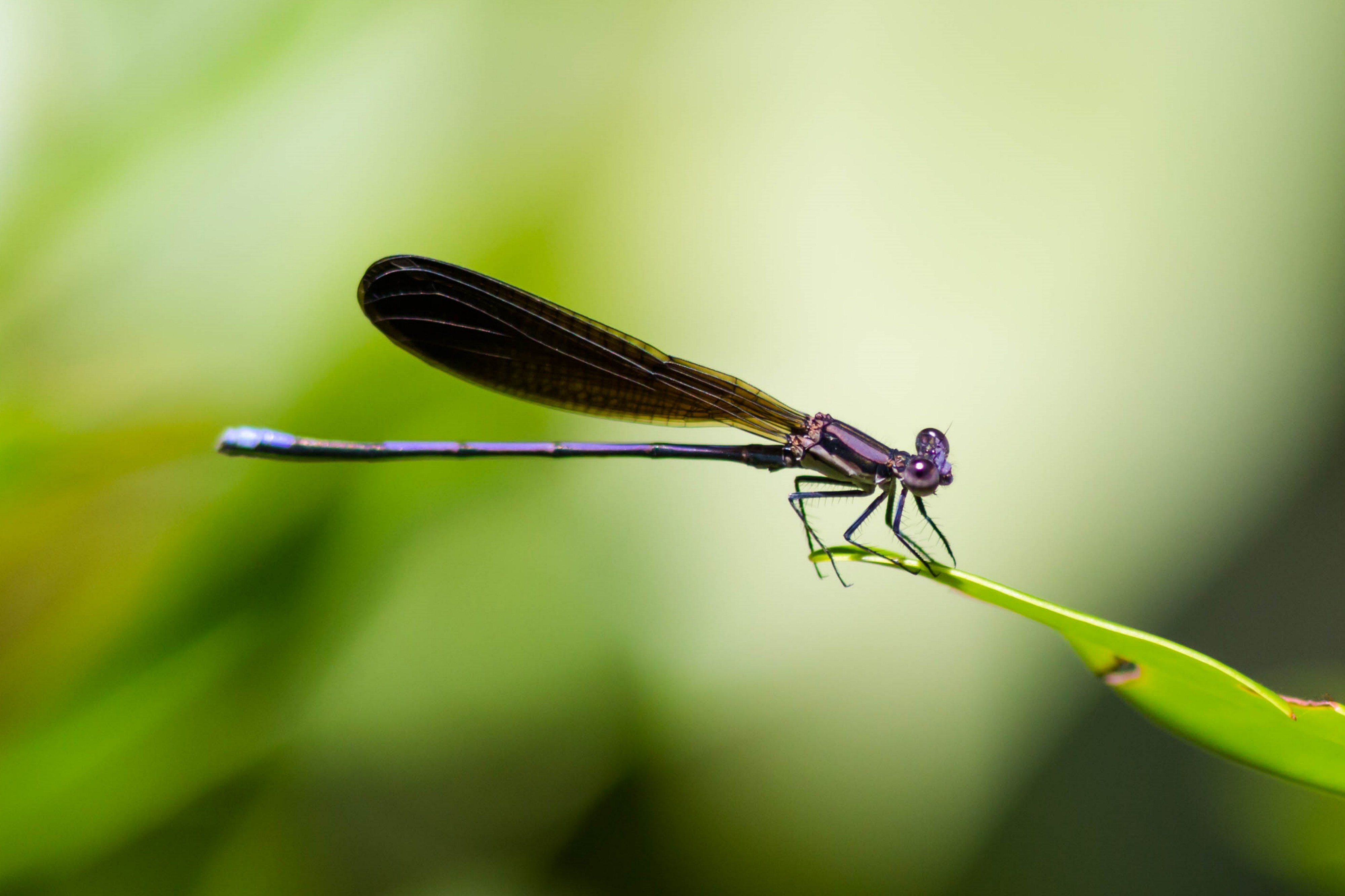 Variable dancer (Florida subspecies) (18970695309)