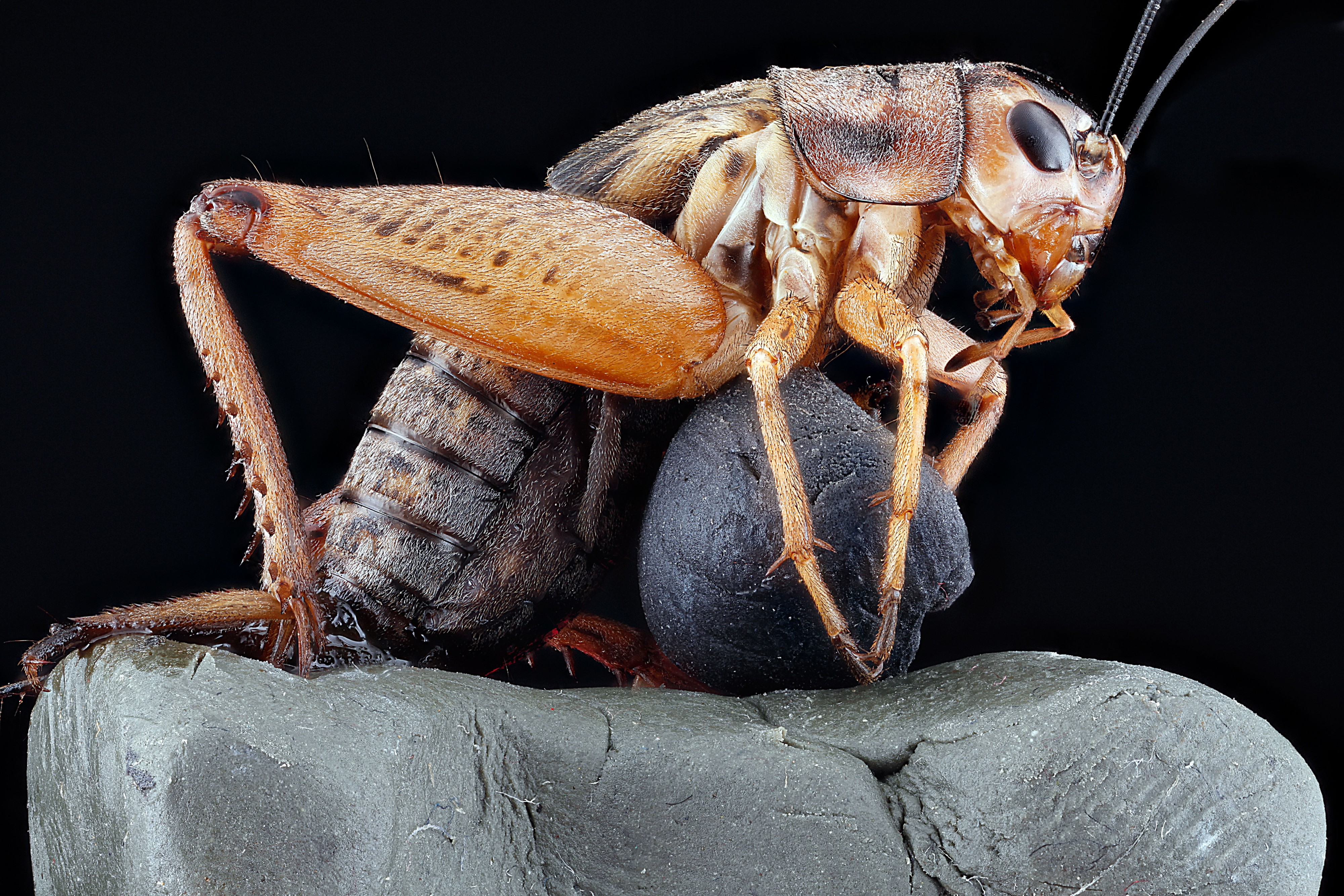 Velarifictorus micado