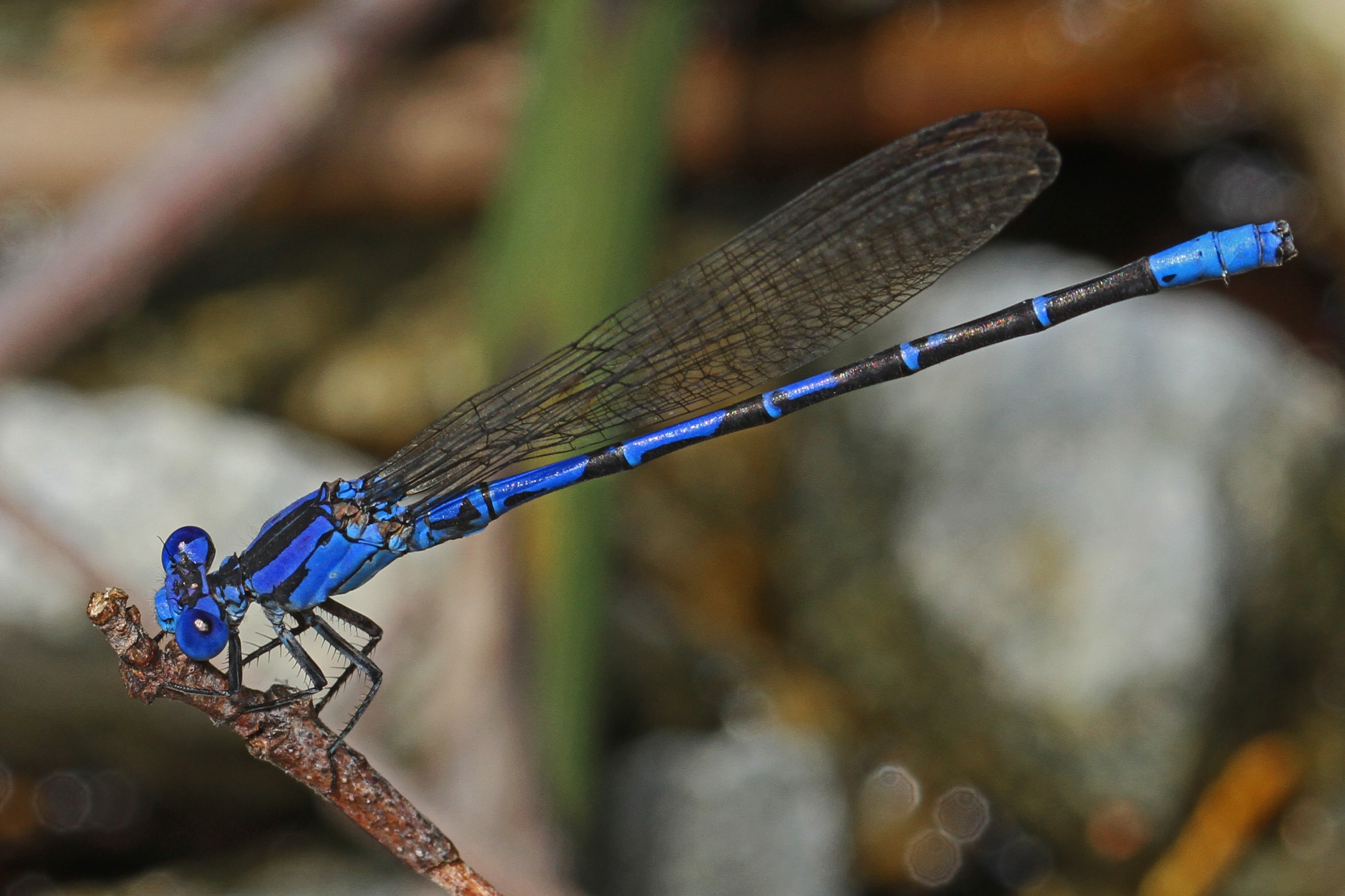 Vivid Dancer - Argia vivida, Packer Lake, California