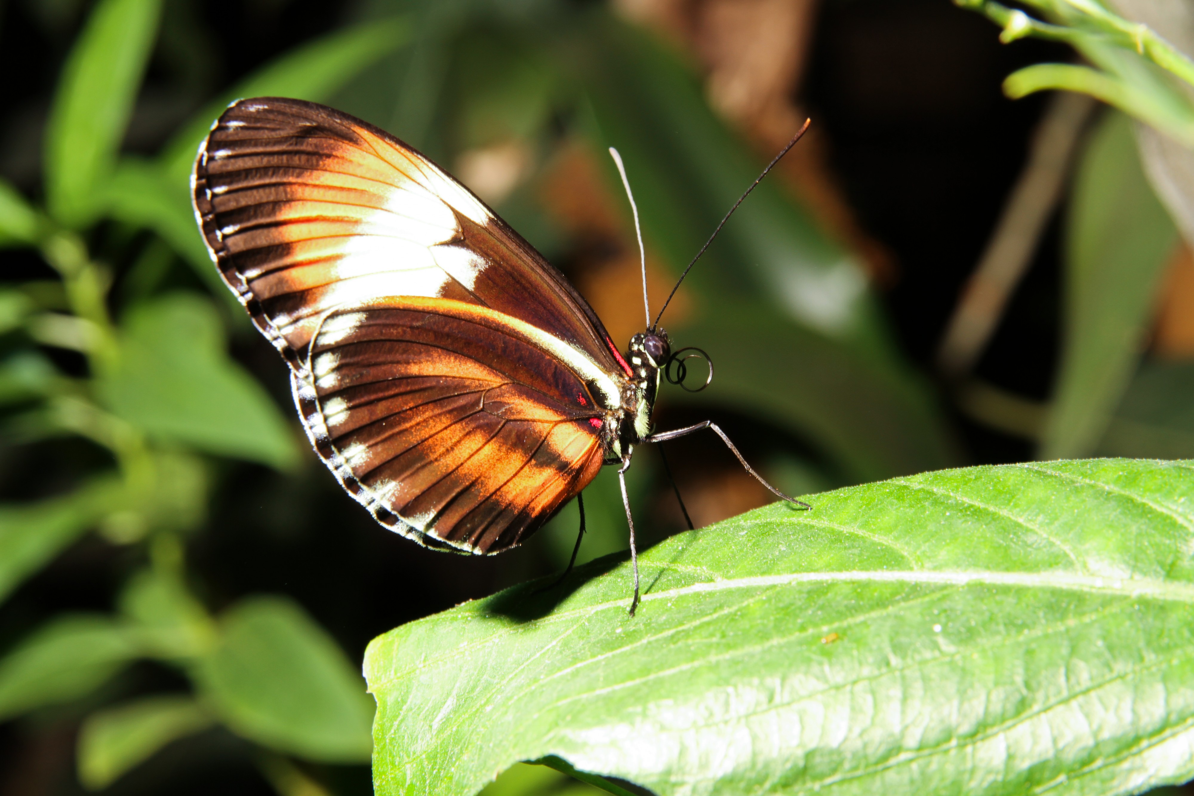Vlinder (4023668750)