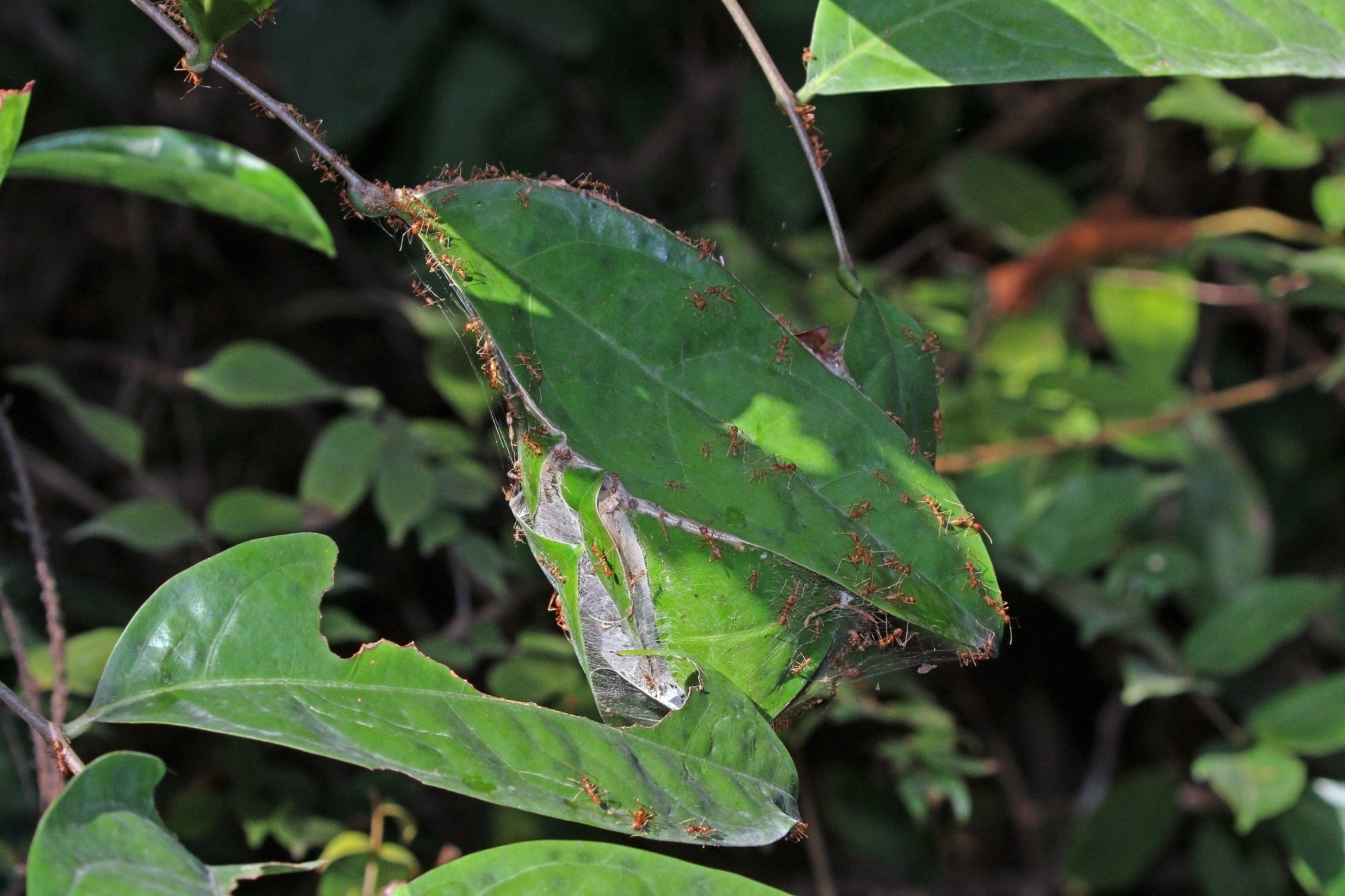 Weaver ant (Oecophylla longinoda) nest 2