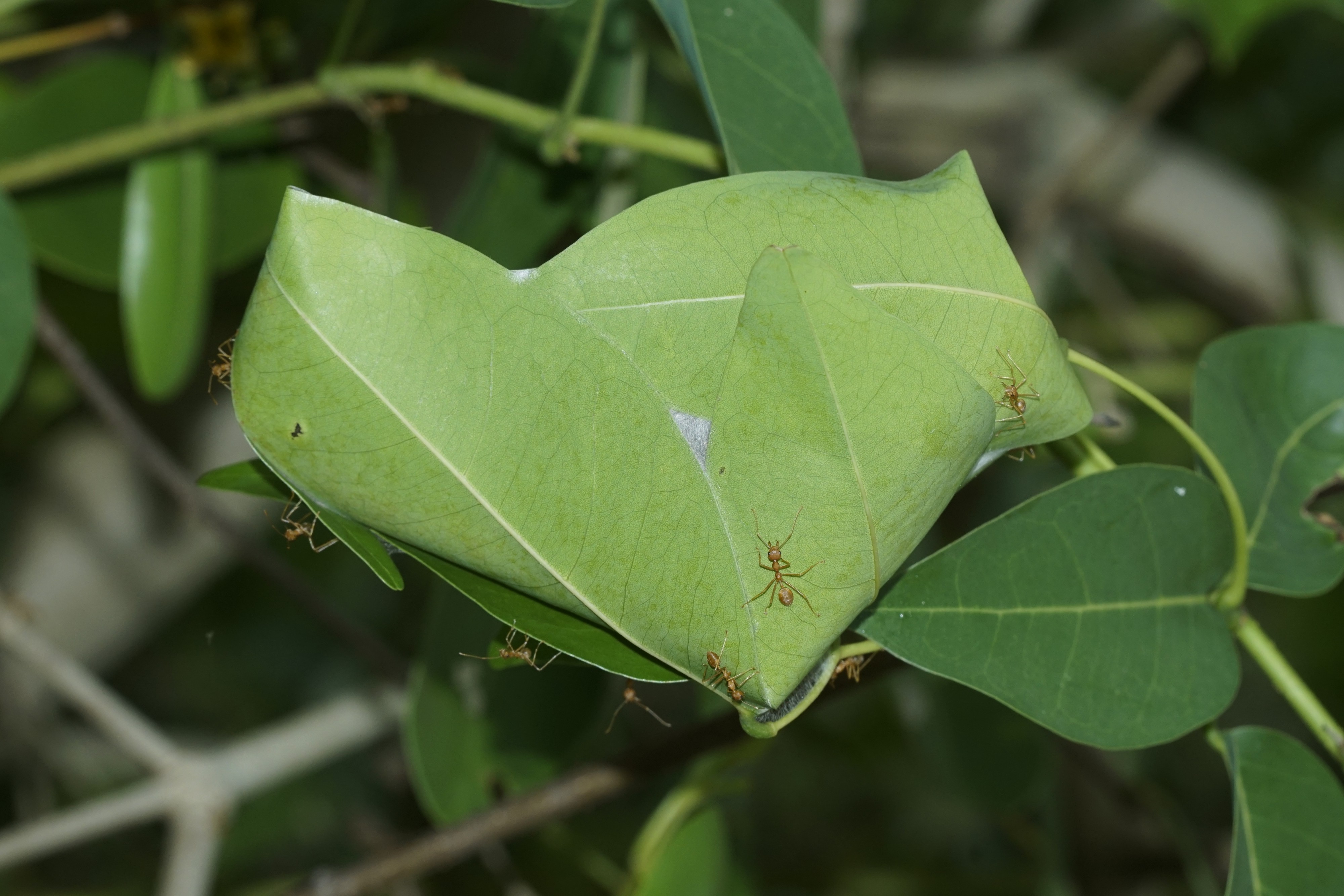 Weaver ant nest 6375