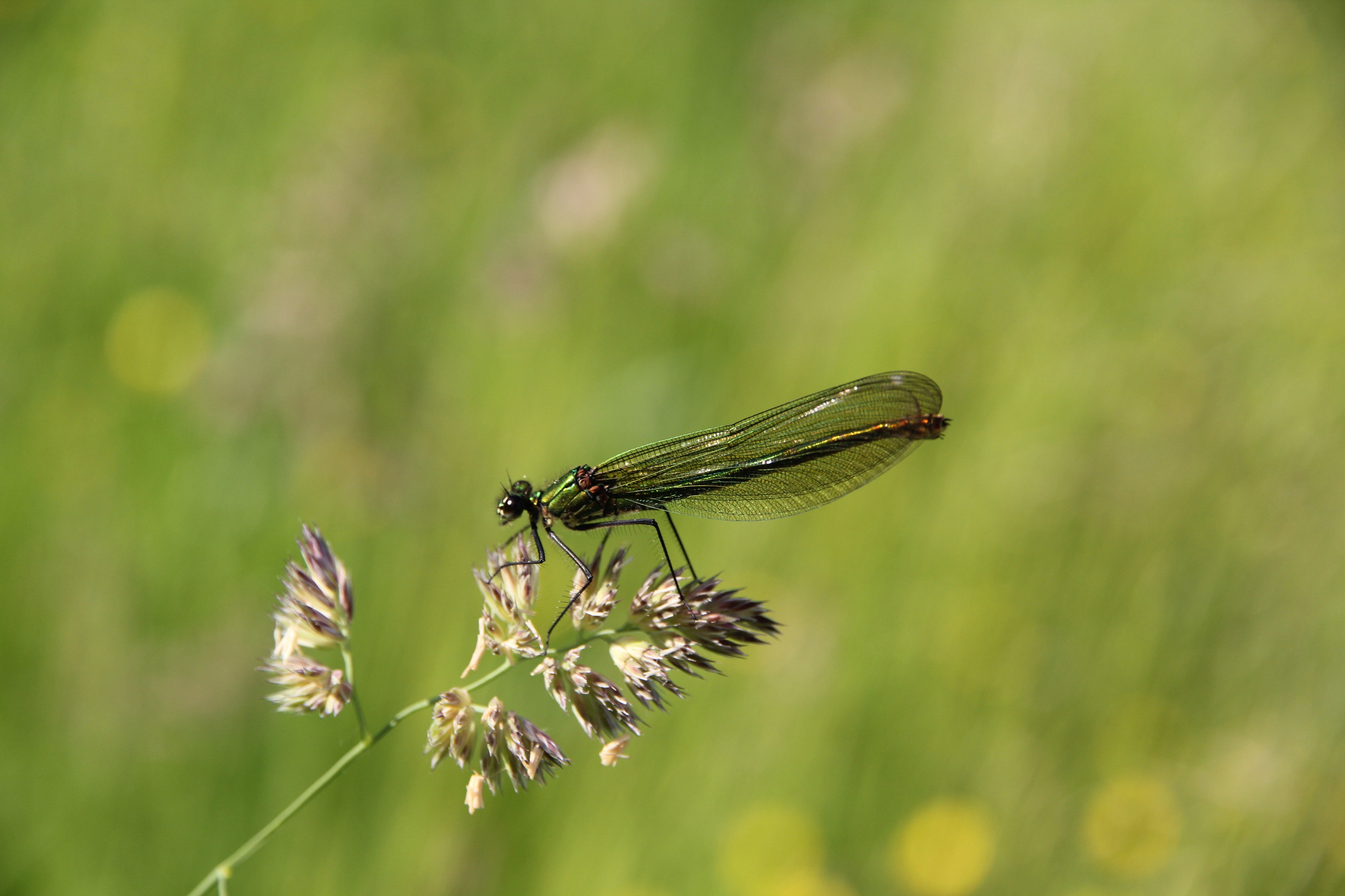 Weibliche gebänderte Prachtlibelle (Calopteryx splendens)