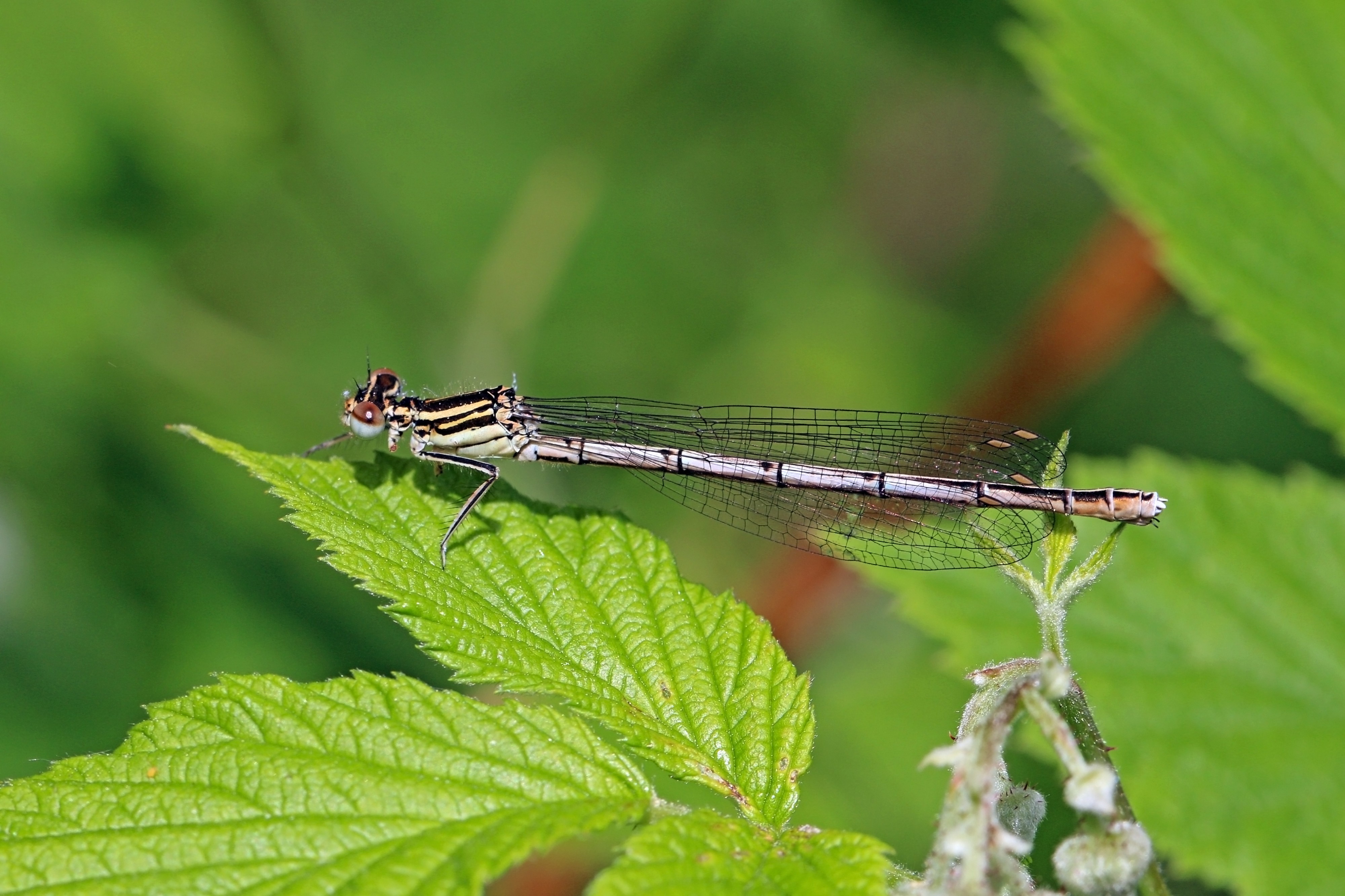 White-legged damselfly (Platycnemis pennipes) immature male Estonia