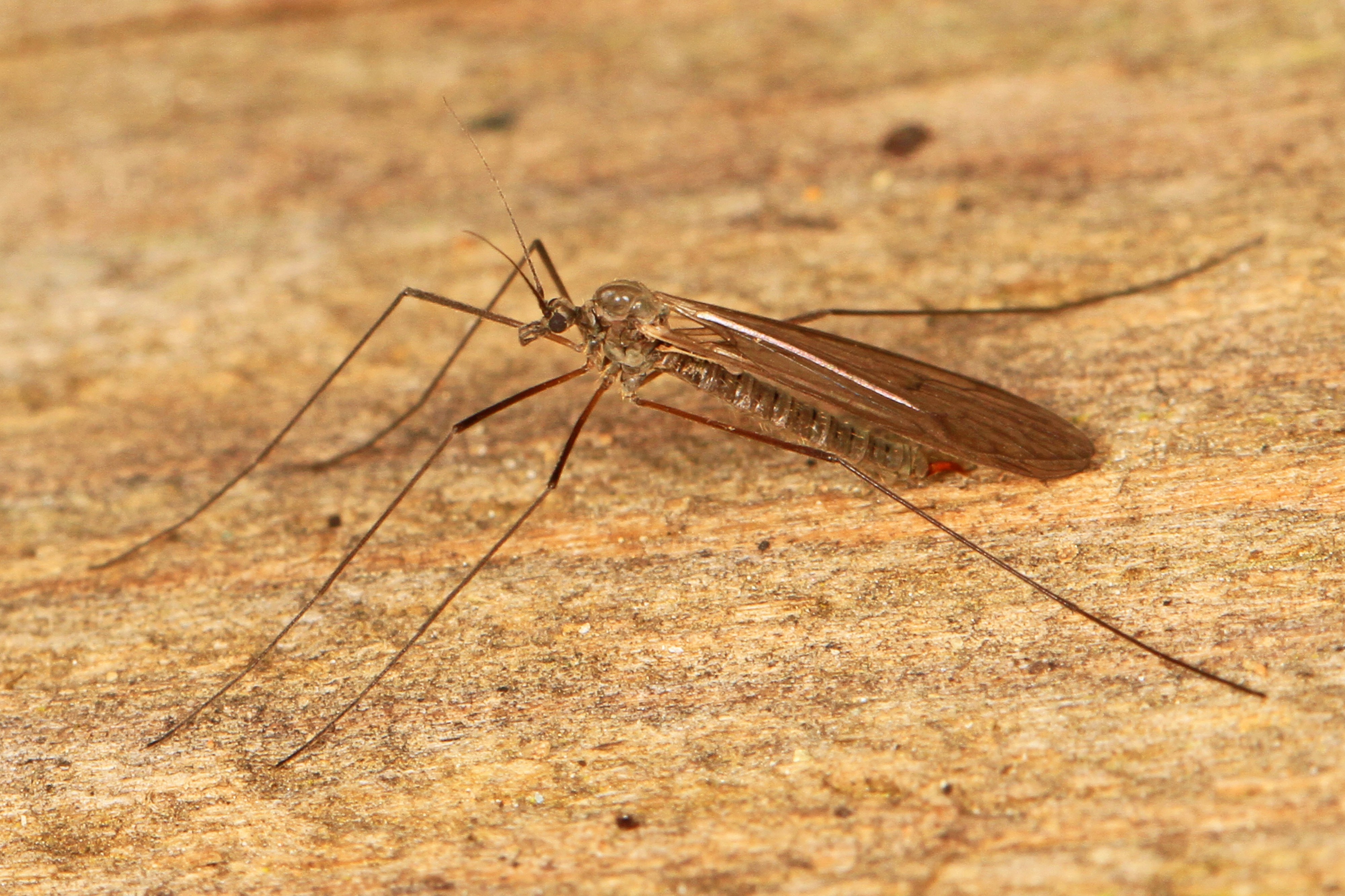 Winter Crane Fly - Trichocera species, Julie Metz Wetlands, Woodbridge, Virginia