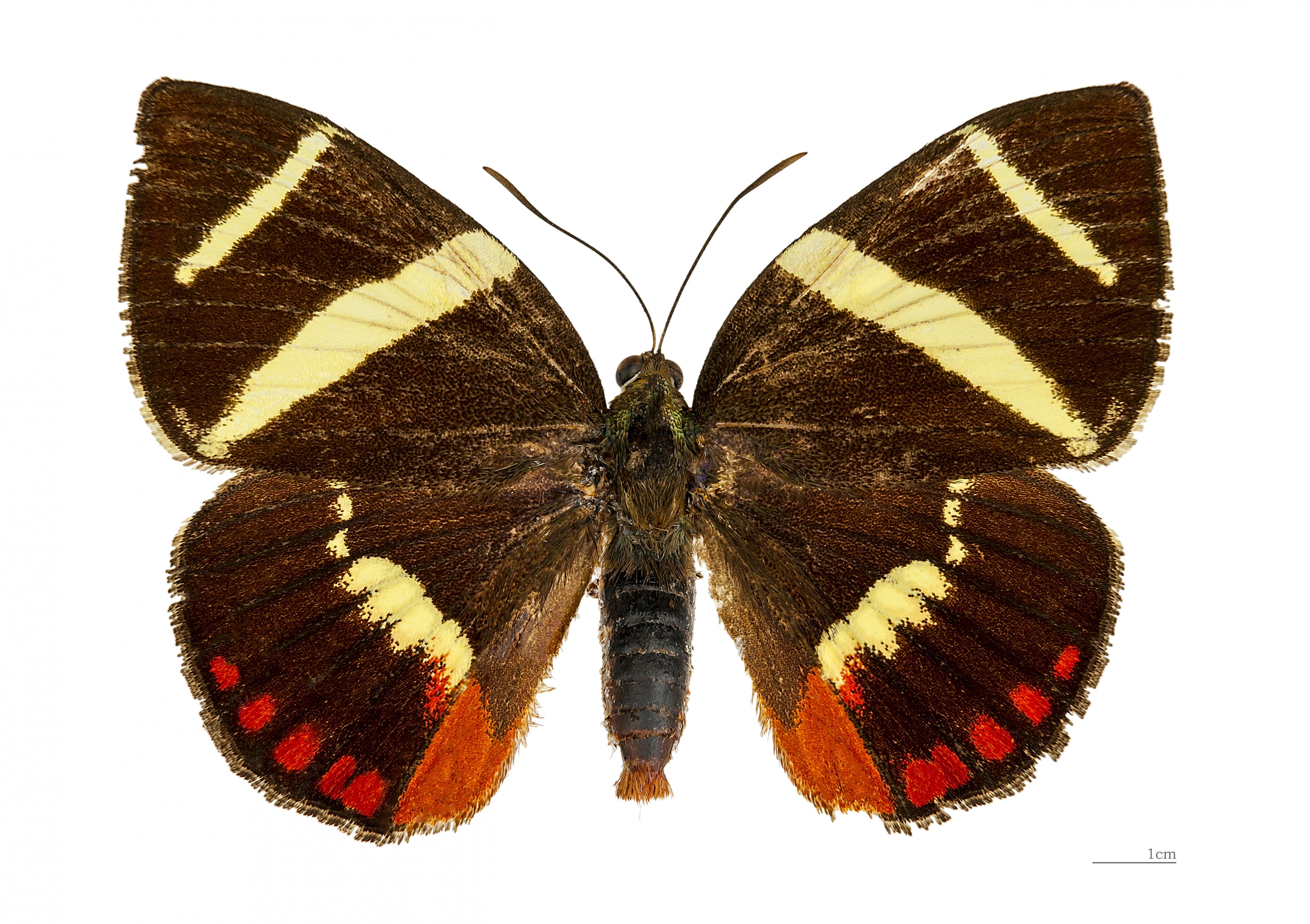 Xanthocastnia evalthe MHNT dos