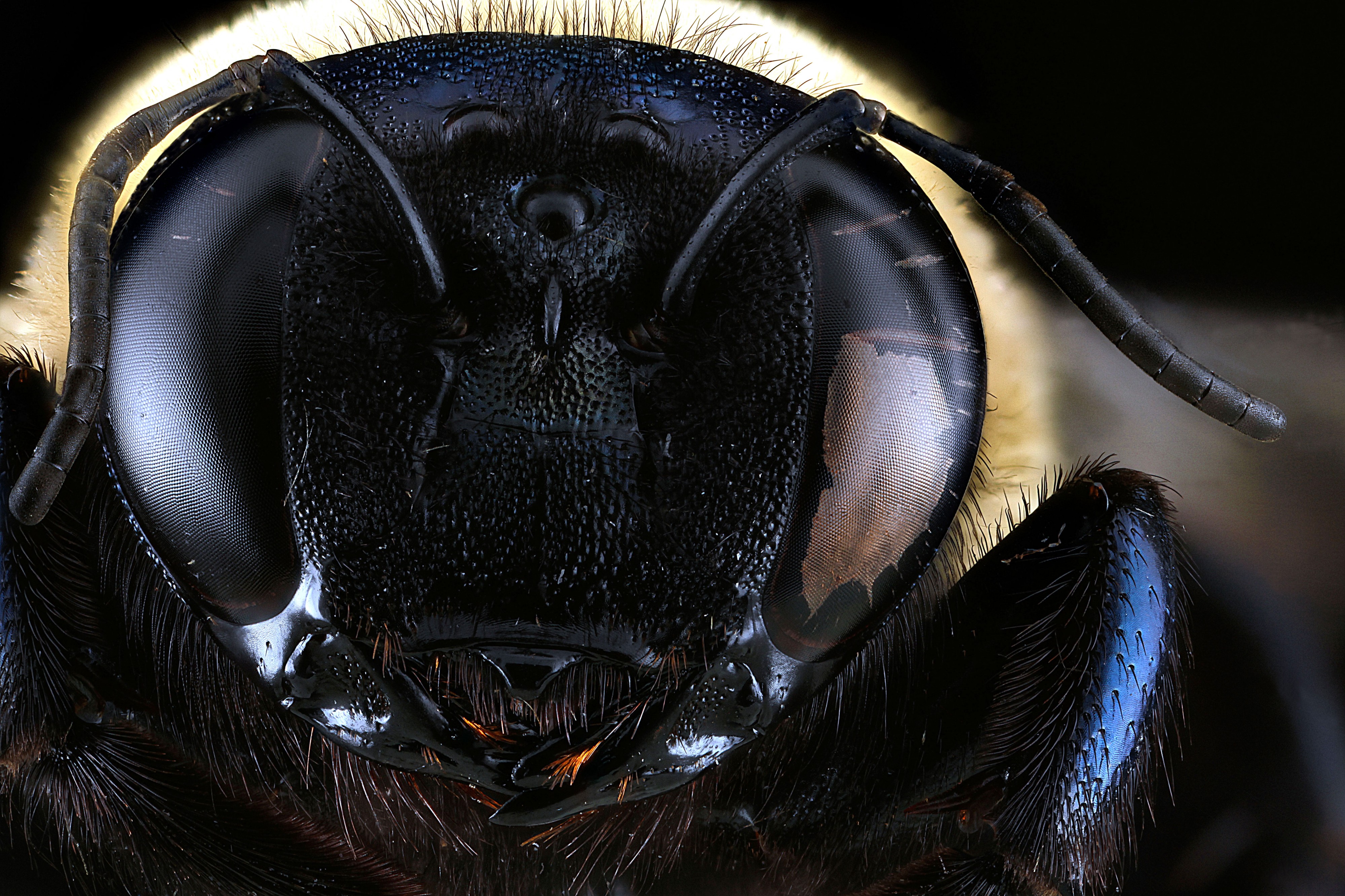 Xylocopa-virginica,-face 2012-07-16-15.33.23-ZS-PMax
