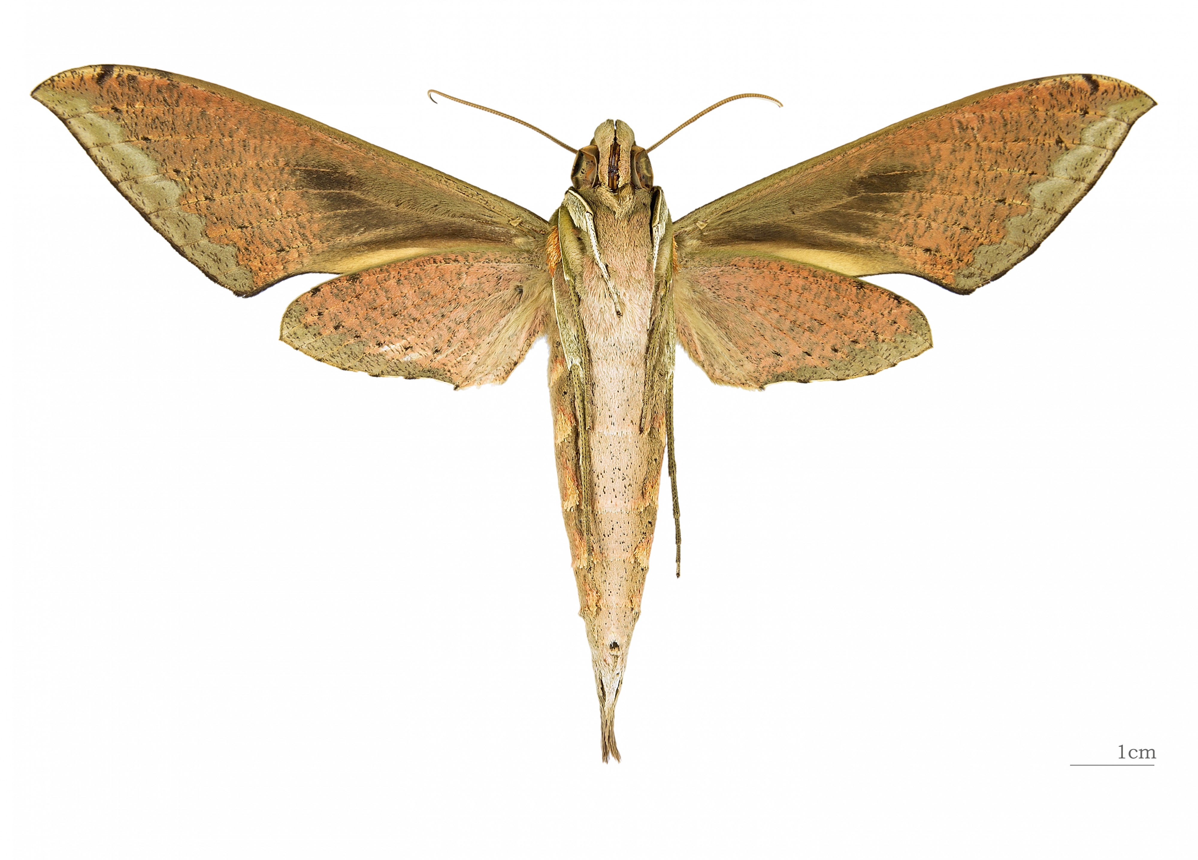 Xylophanes amadis MHNT ventre