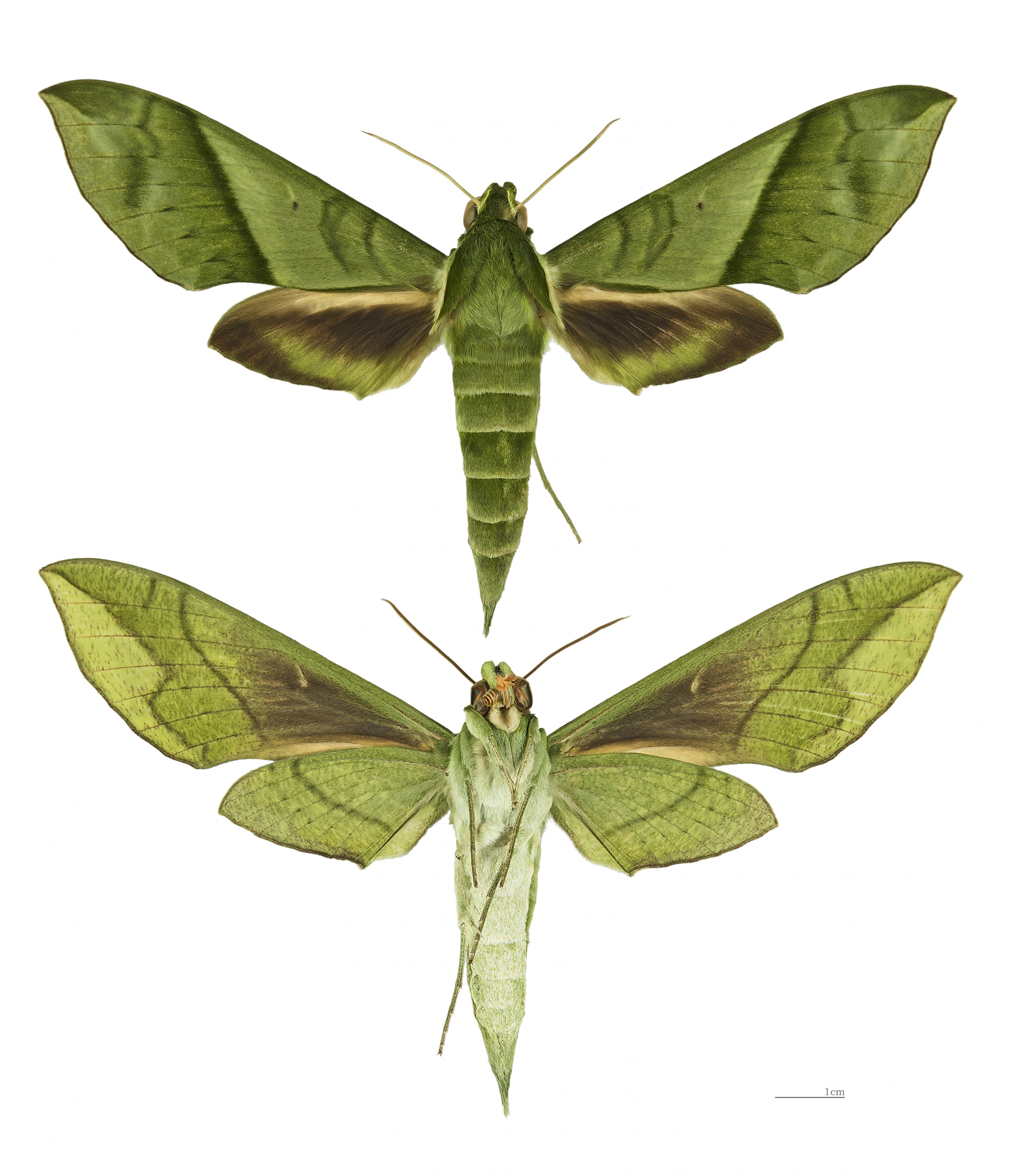 Xylophanes tyndarus MHNT