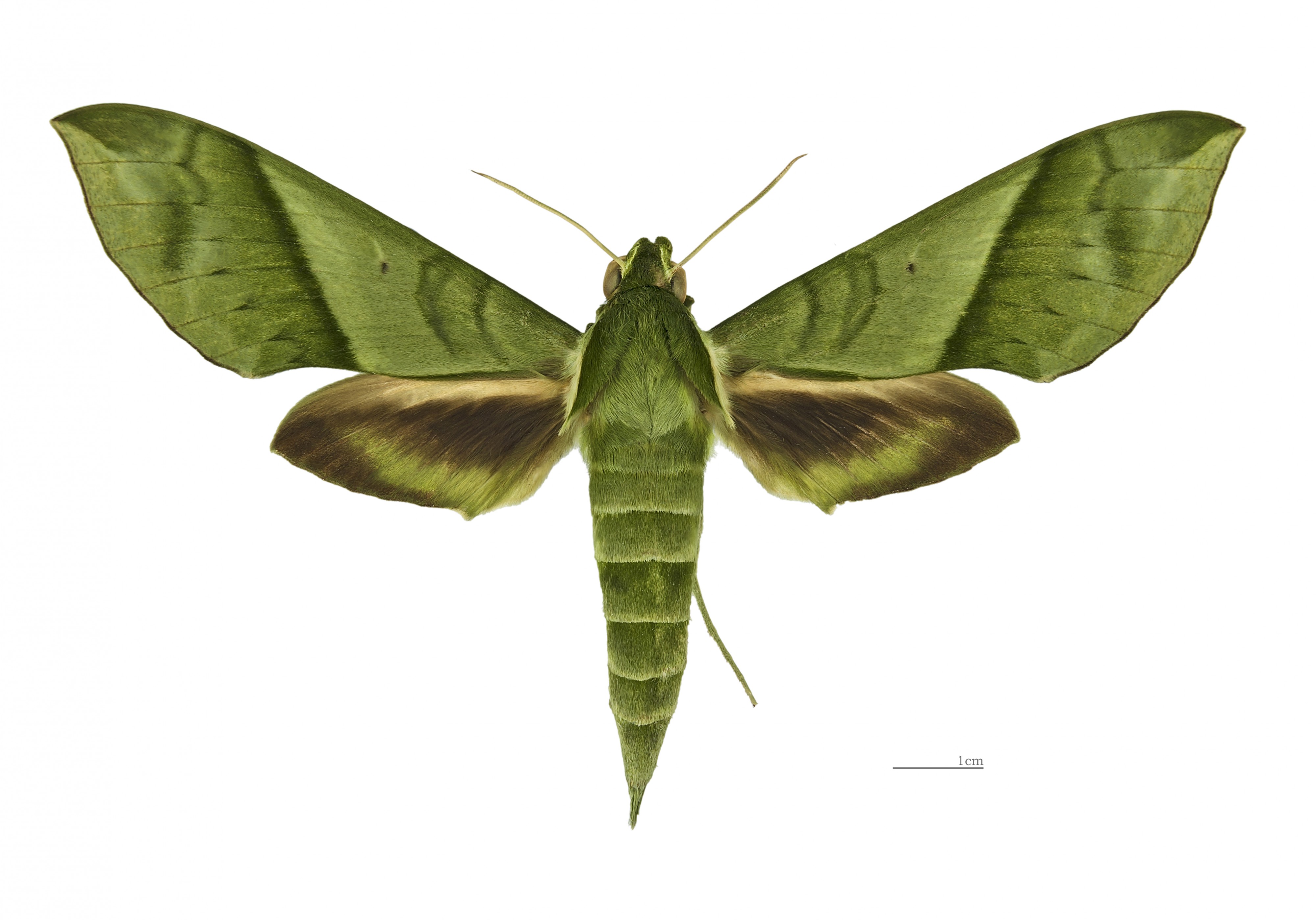 Xylophanes tyndarus MHNT dos