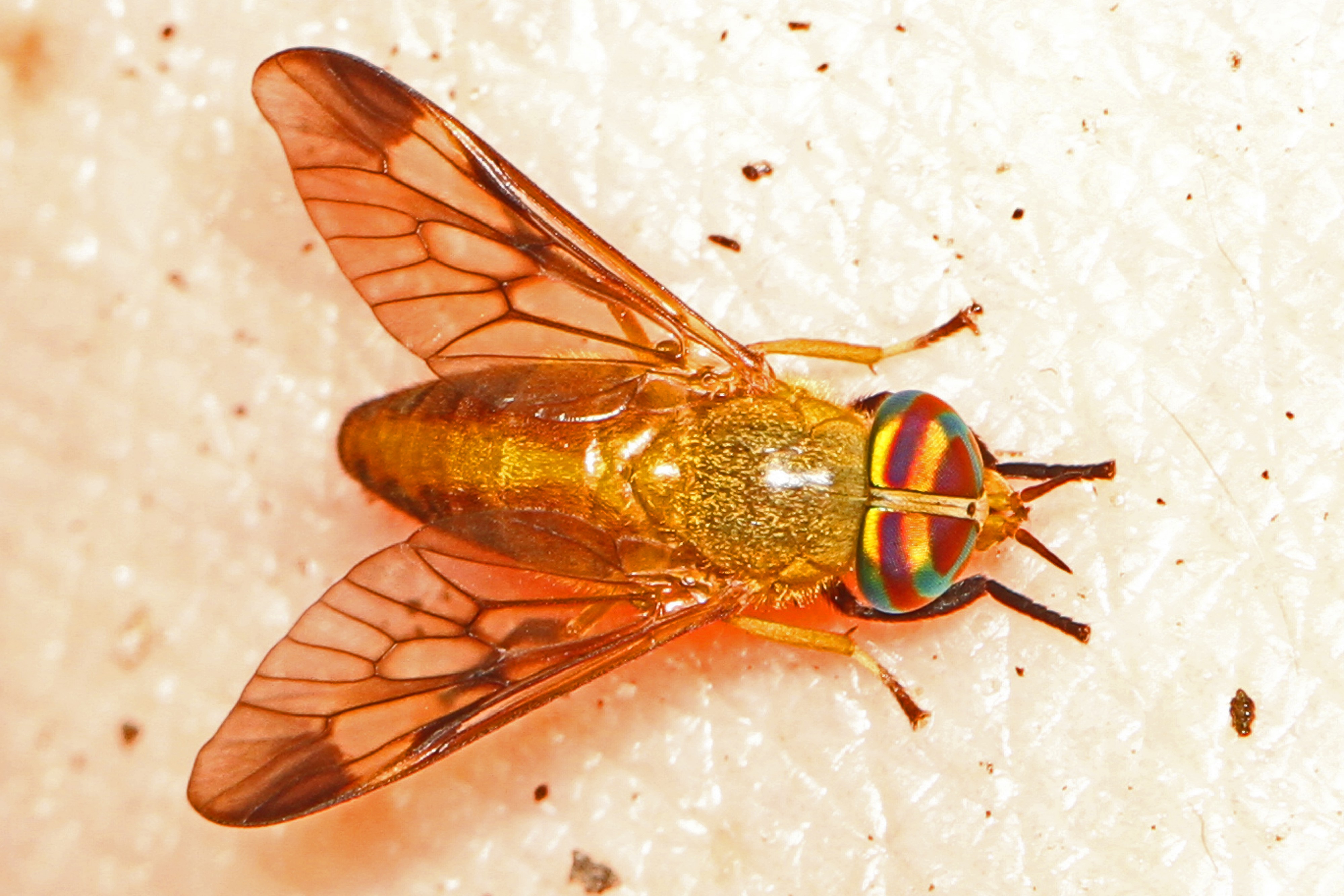 Yellow Fly of the Dismal Swamp - Diachloris ferrugatus, Myakka River State Park, Sarasota, Florida