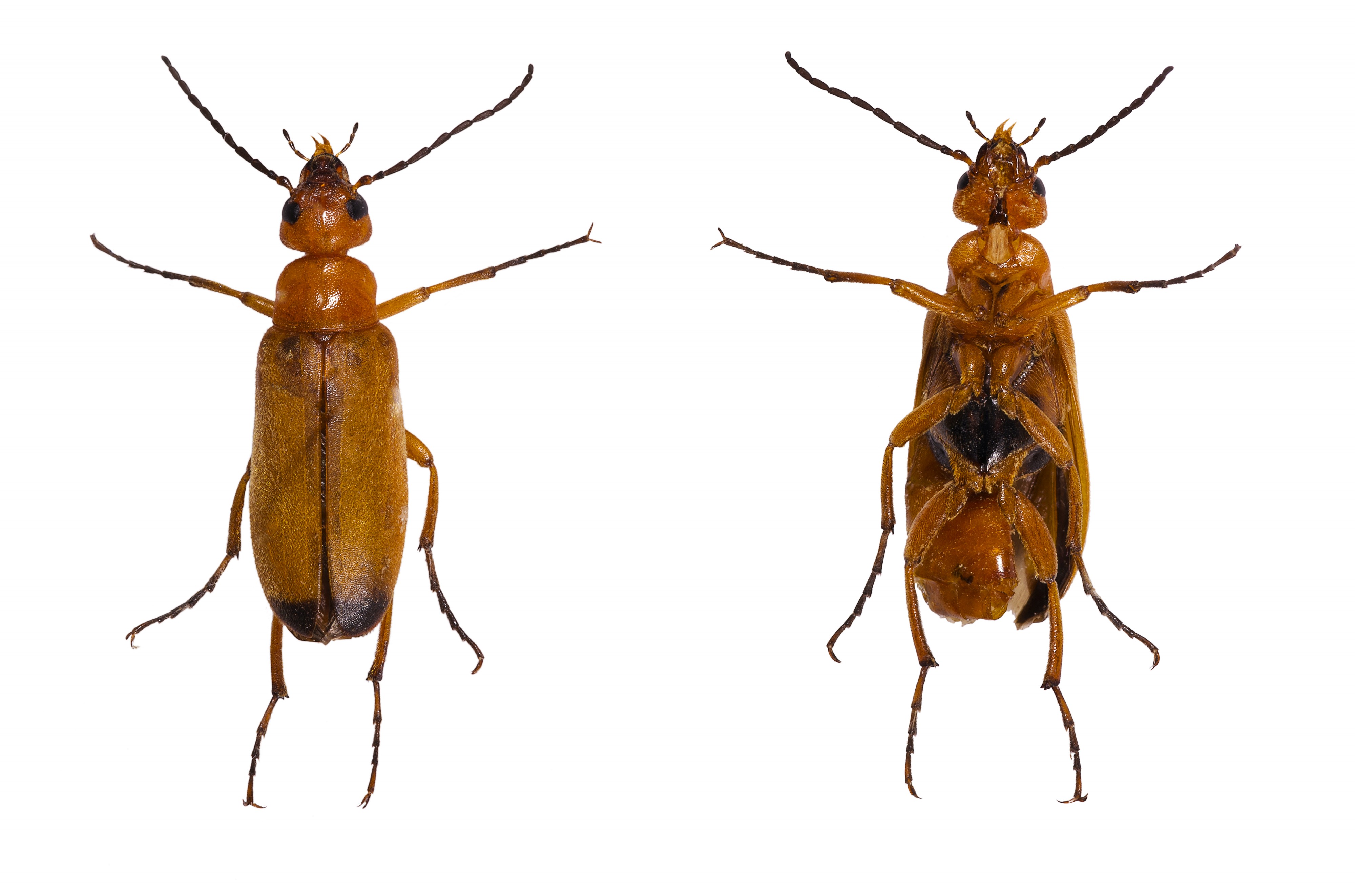 Zonitis (Zonitis) flava Mounted Specimen