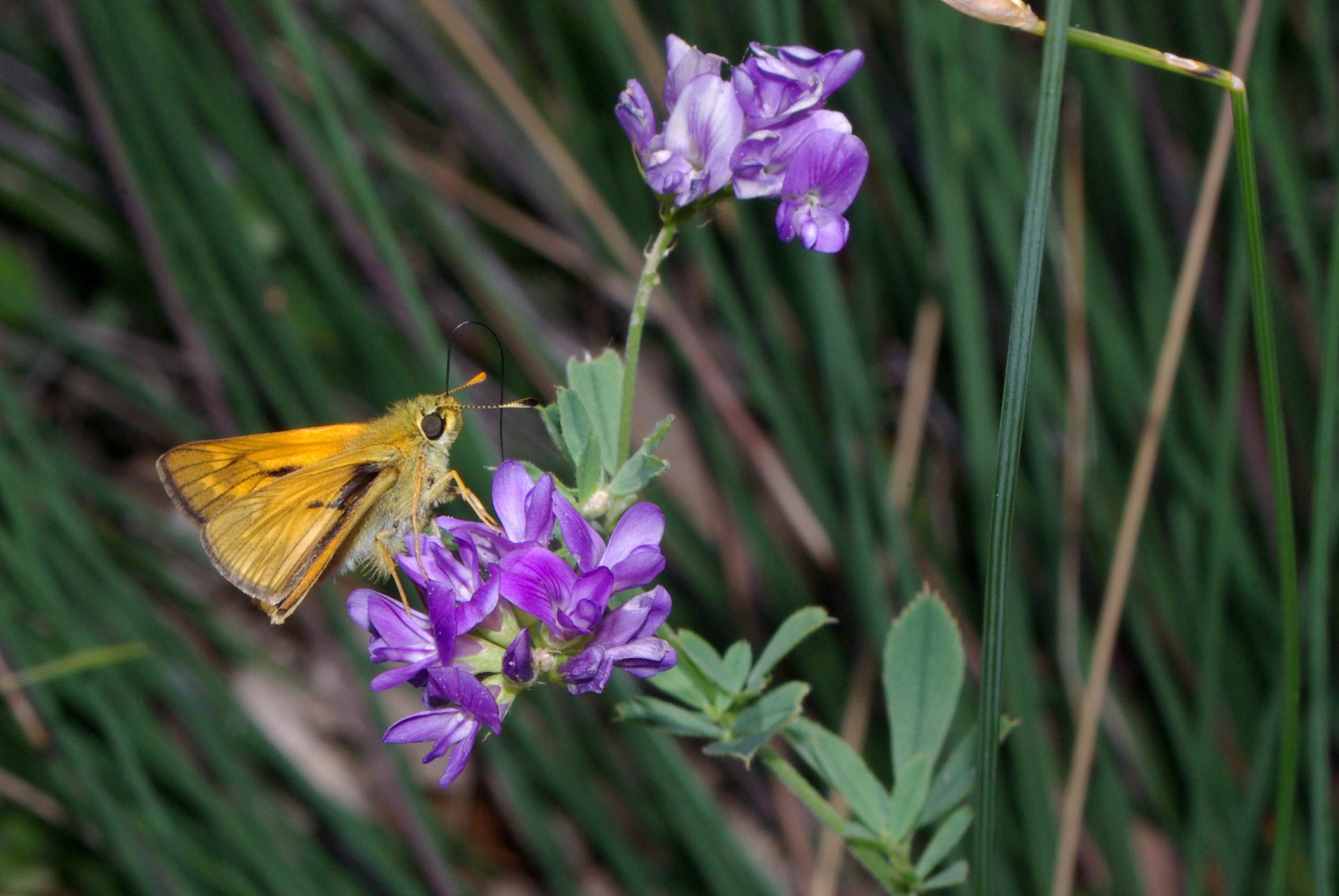 Thymelicus sylvestris 02 by-dpc