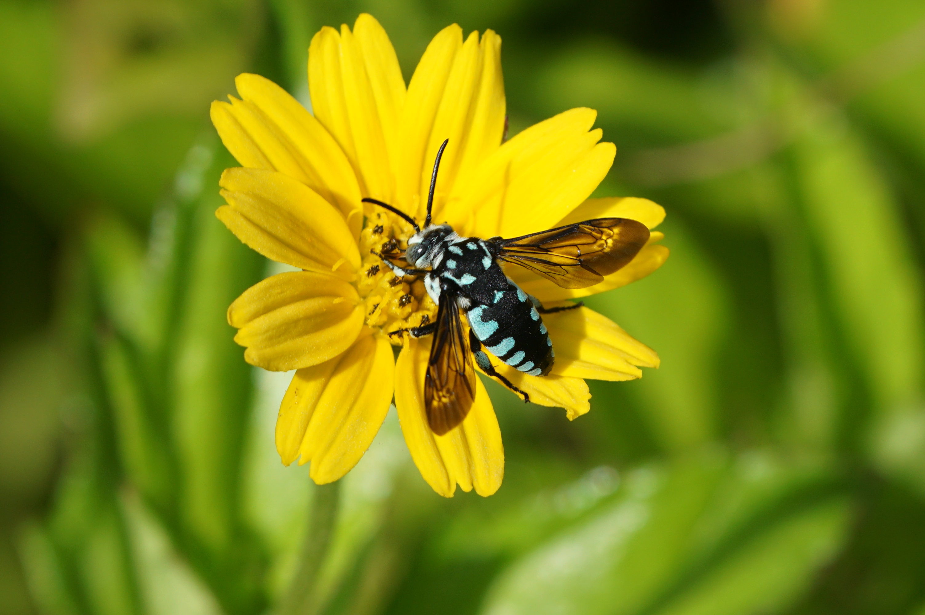Thyreus nitidulus 05185