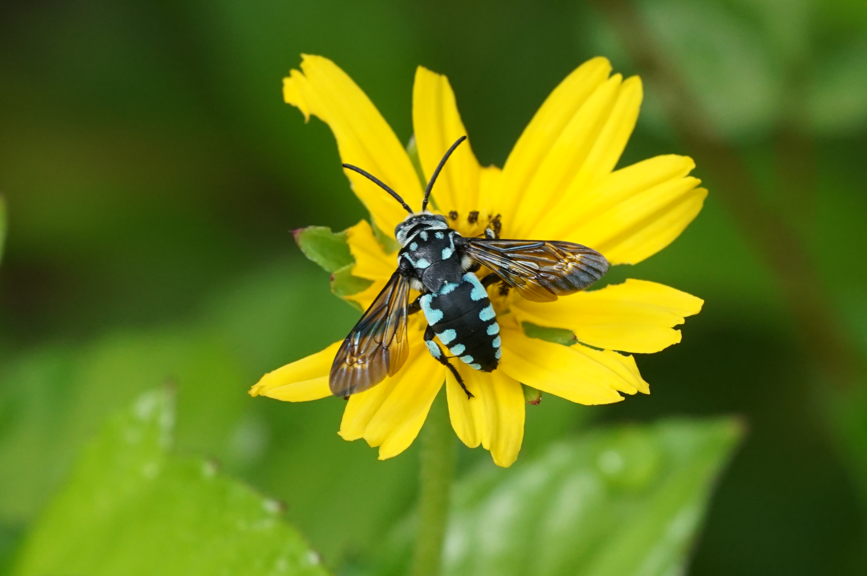 Thyreus nitidulus 05196