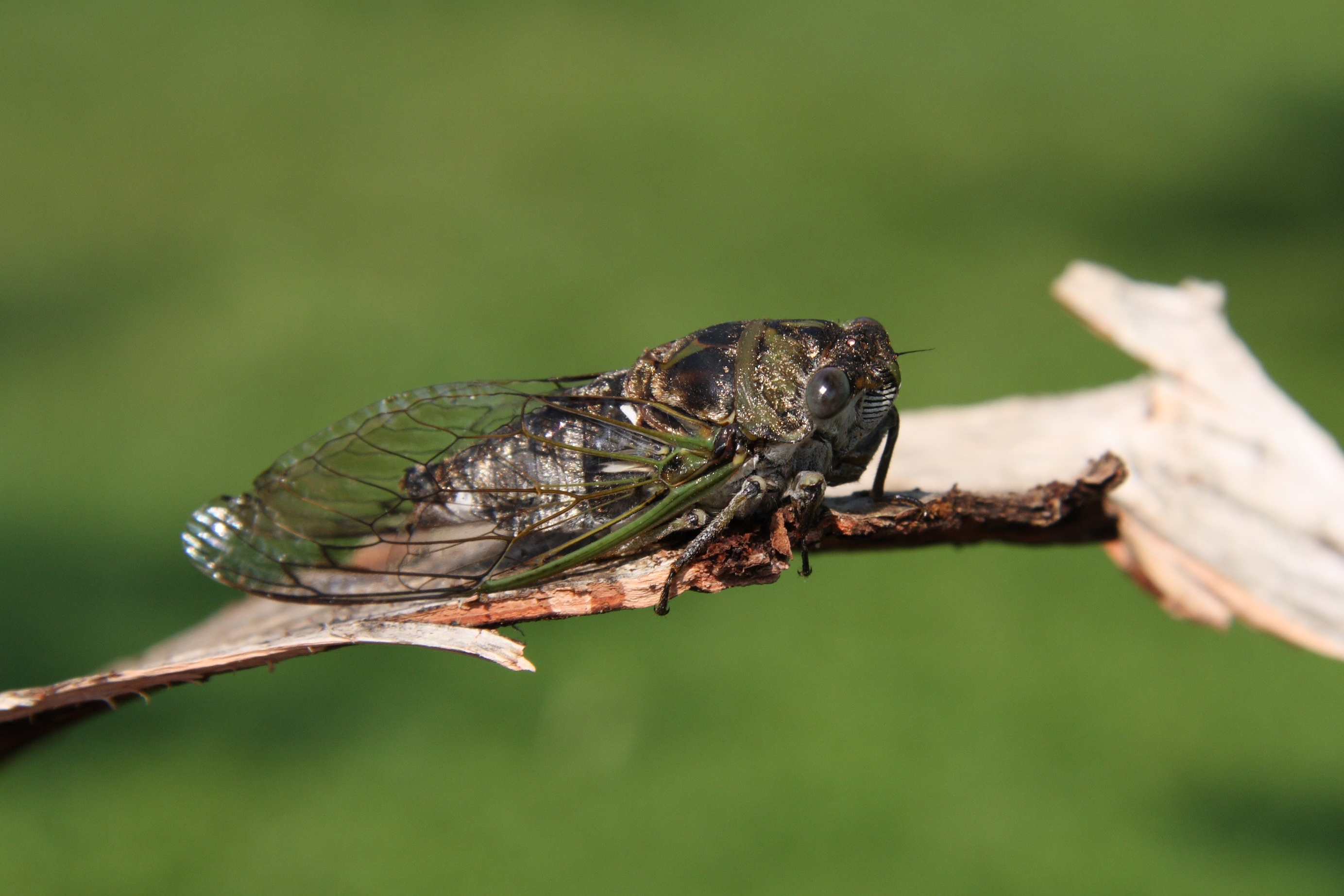 Tibicen canicularis1 BS