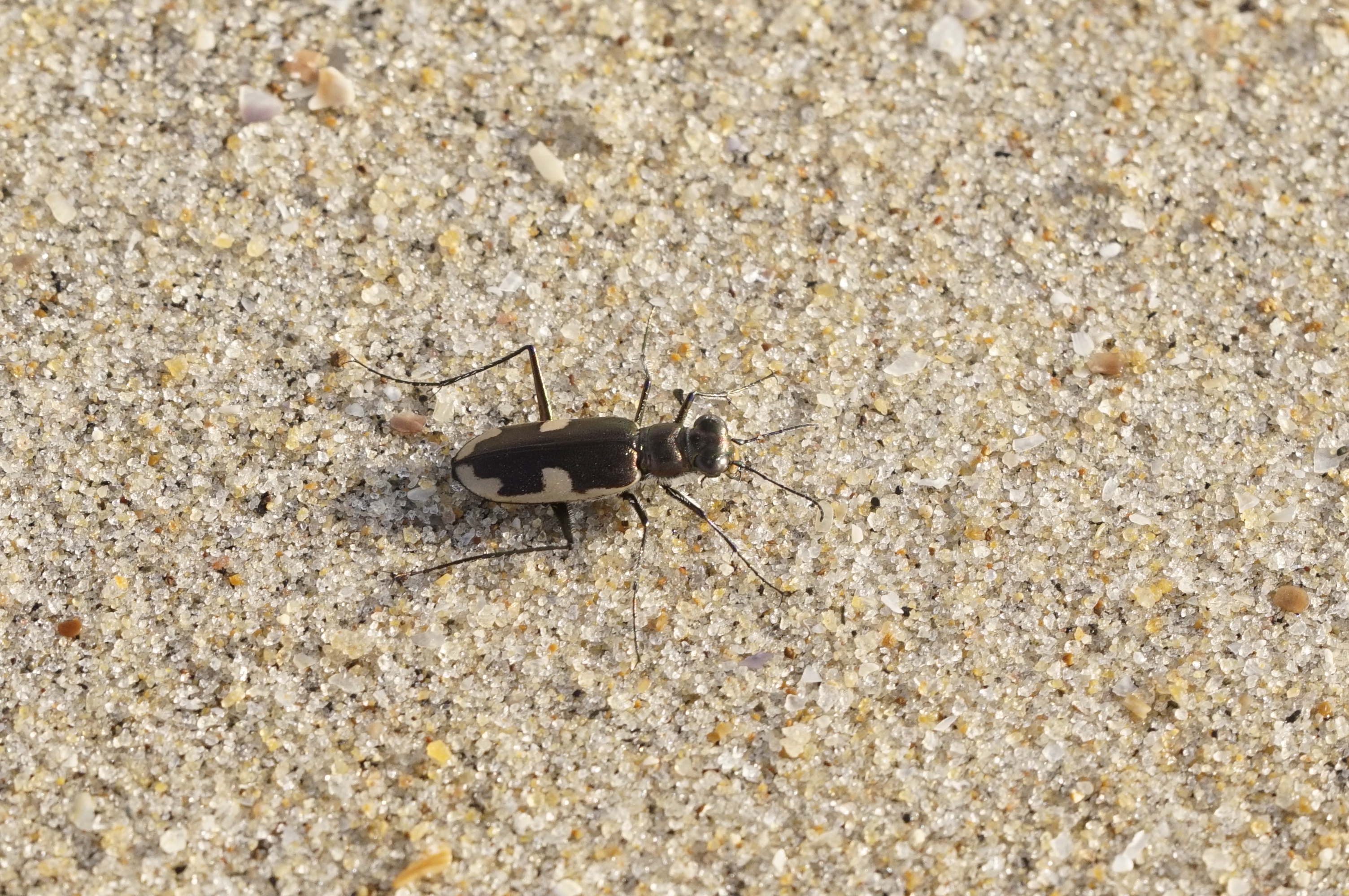 Tiger beetle 0002