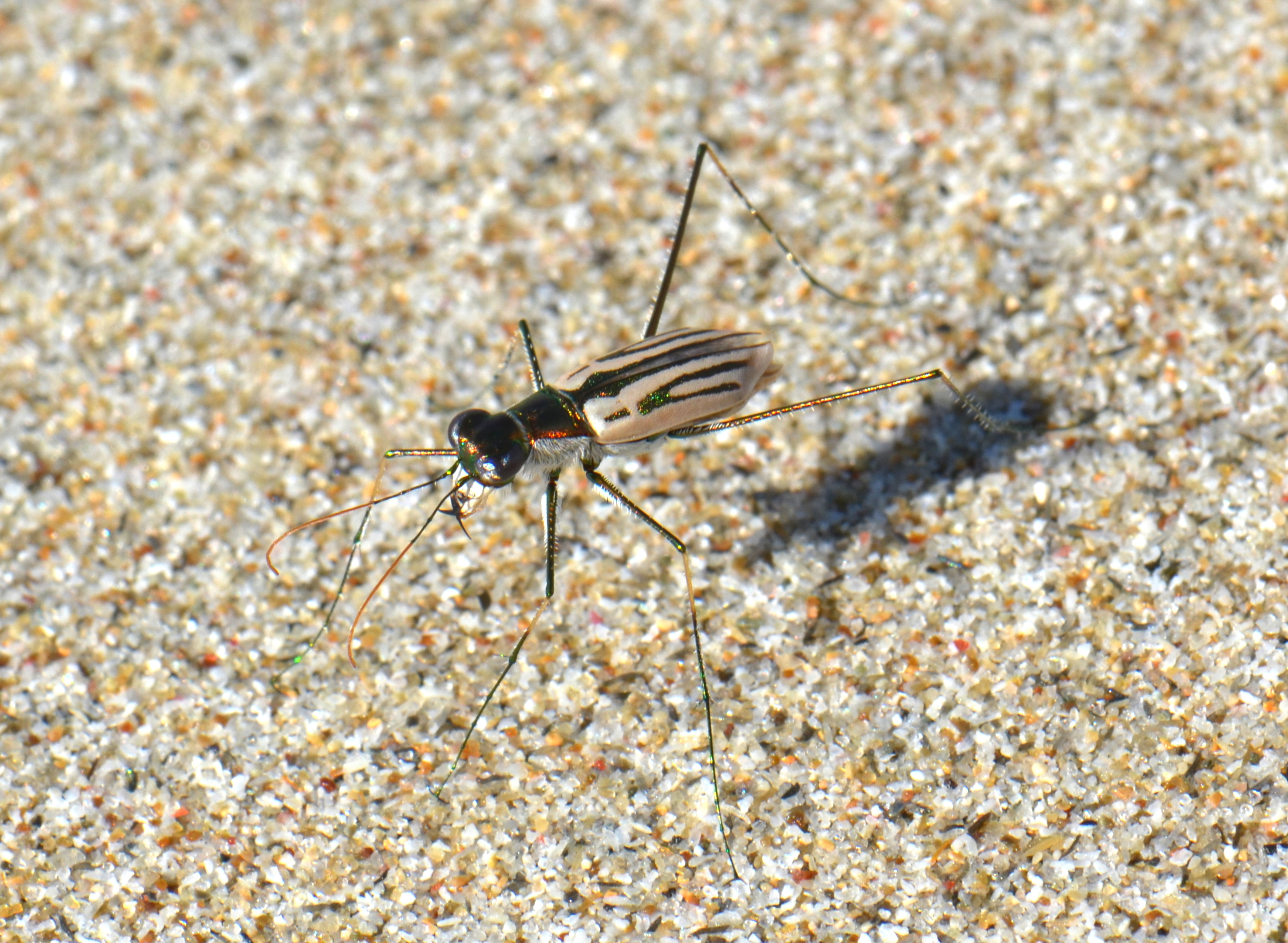 Tiger beetle Abroscelis tenuipes araneipes (22922479046)