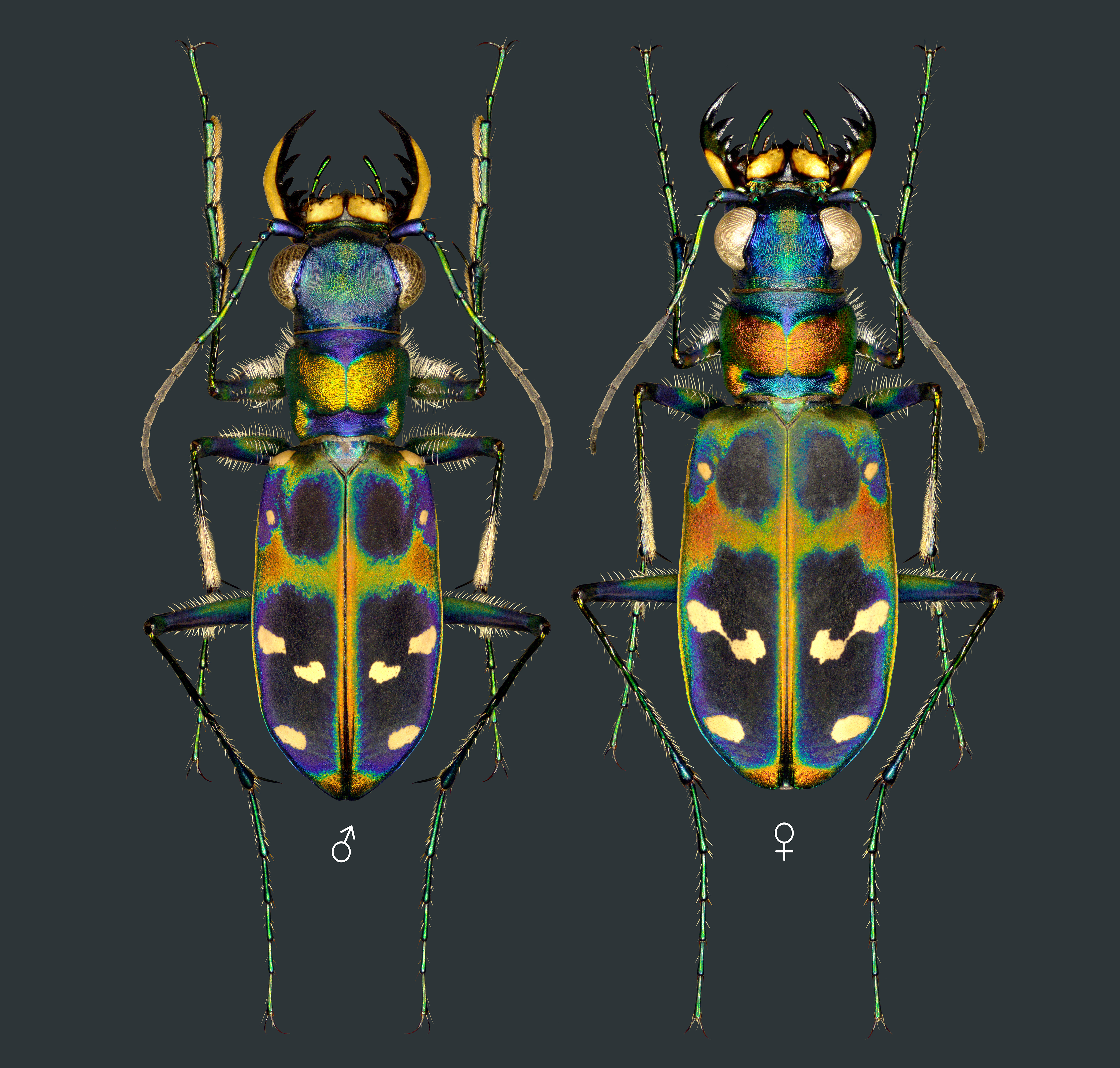 Tiger beetle Cicindela chinensis japonica Thunberg, 1781, male and female