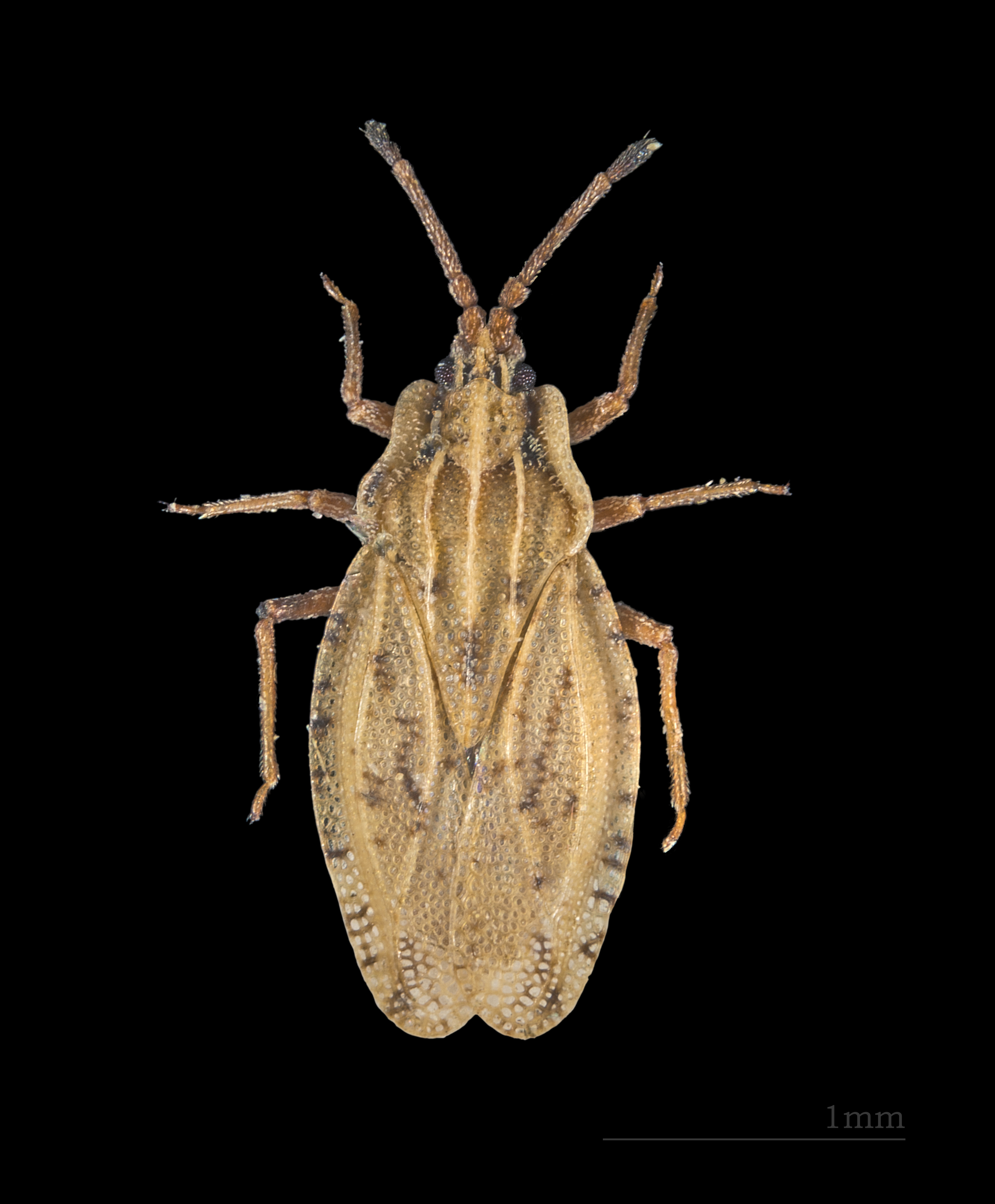 Tingis cardui MHNT