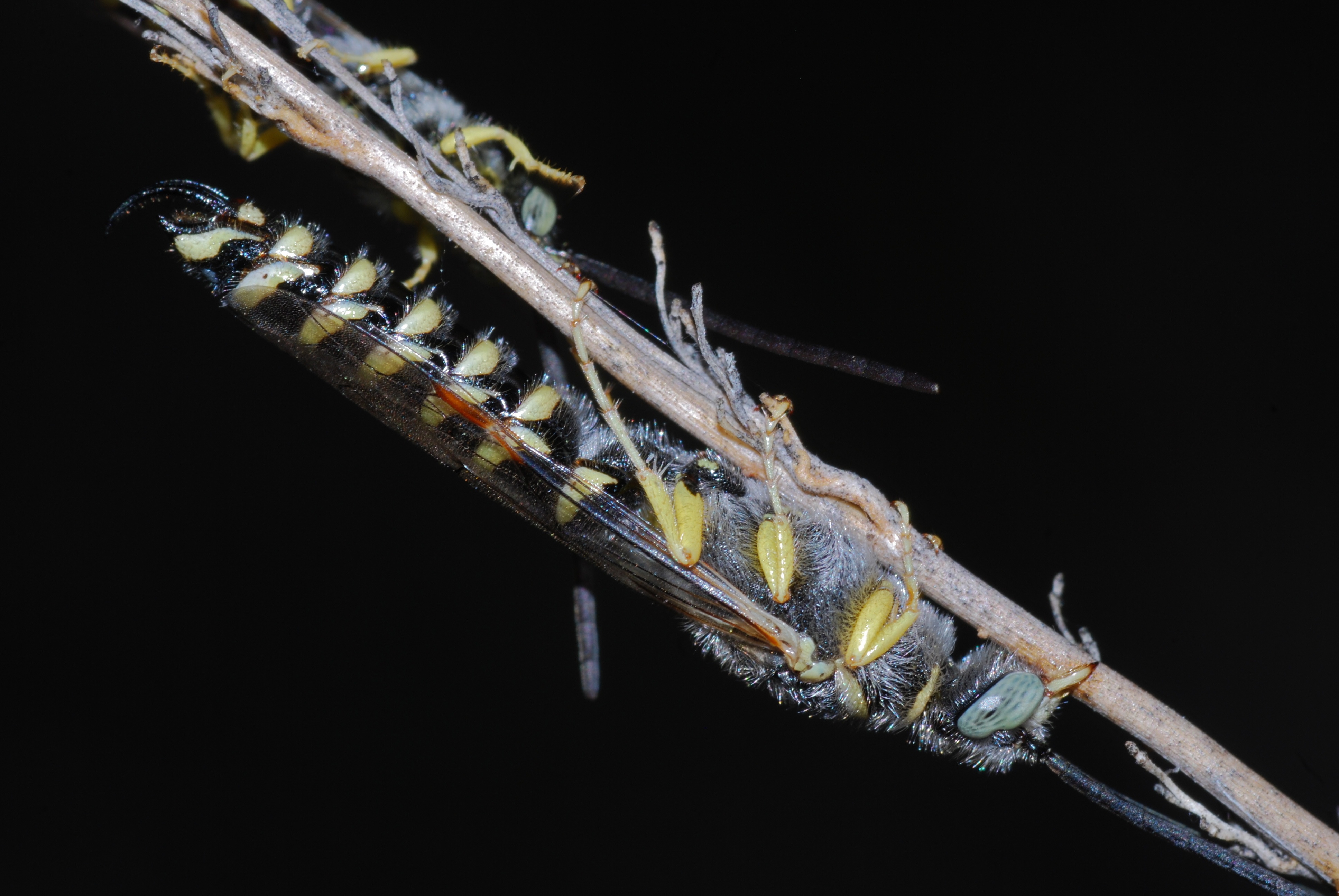 Tiphiid Wasp (Meria sp.) (7002986423)
