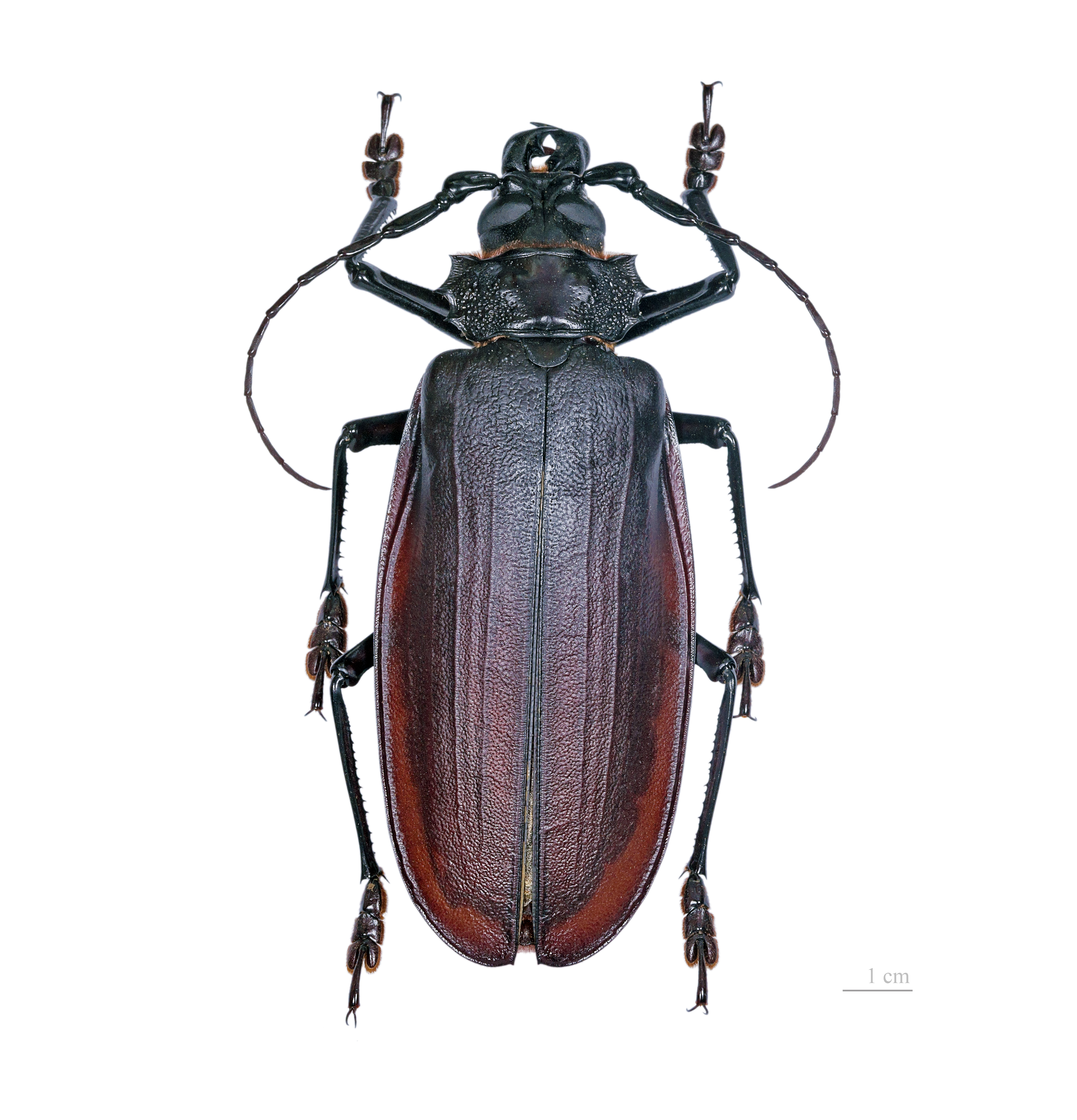 Titanus giganteus MHNT dos
