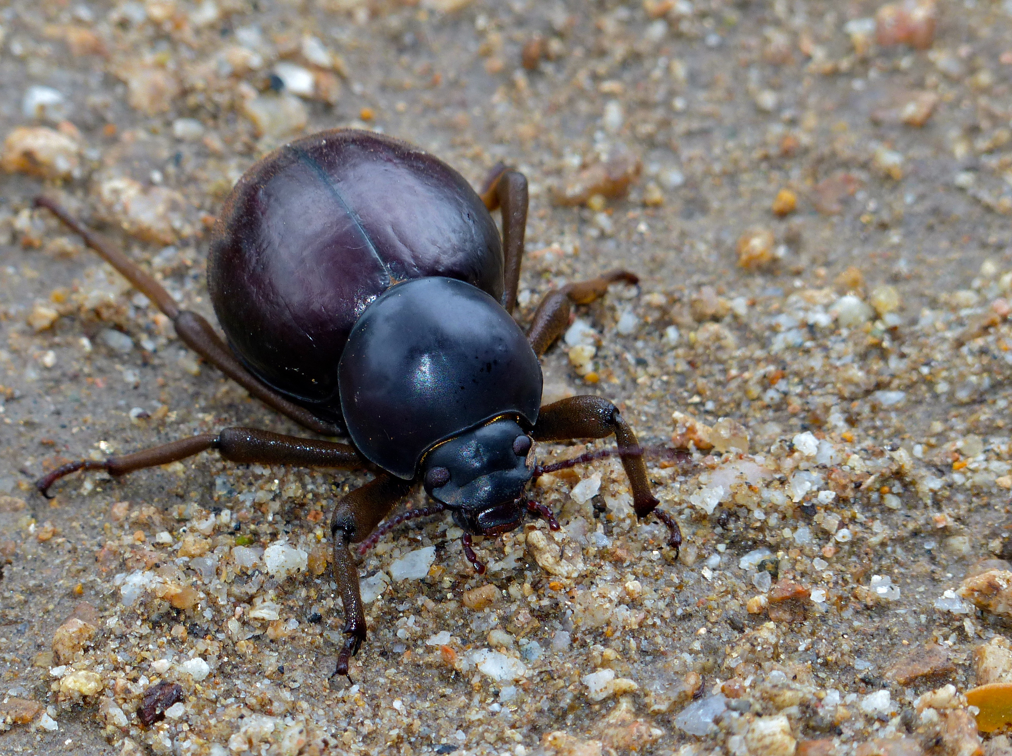 Toktokkie (Psammodes sp.) (12089397396)
