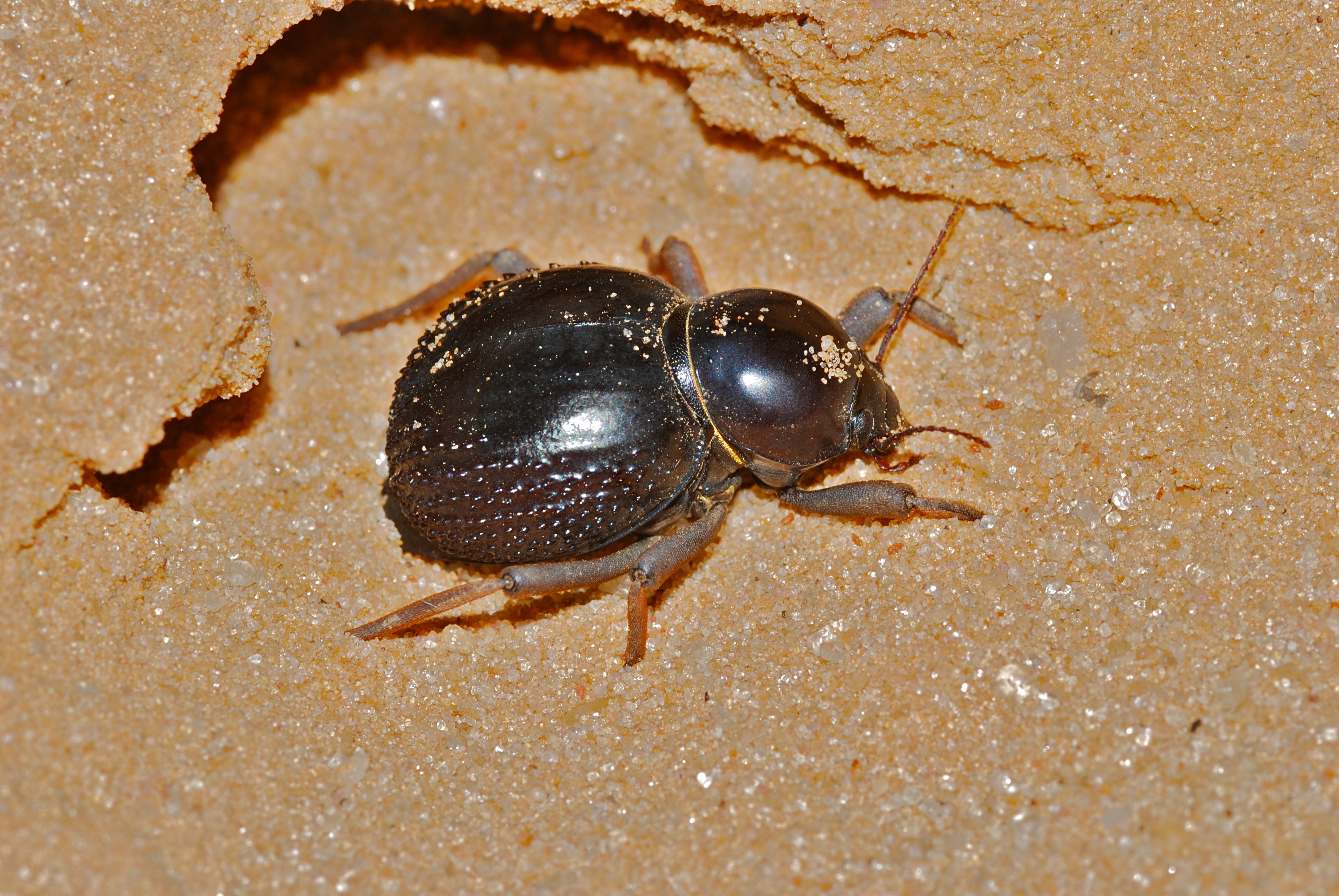 Toktokkie (Psammodes vialis) (7000427875)