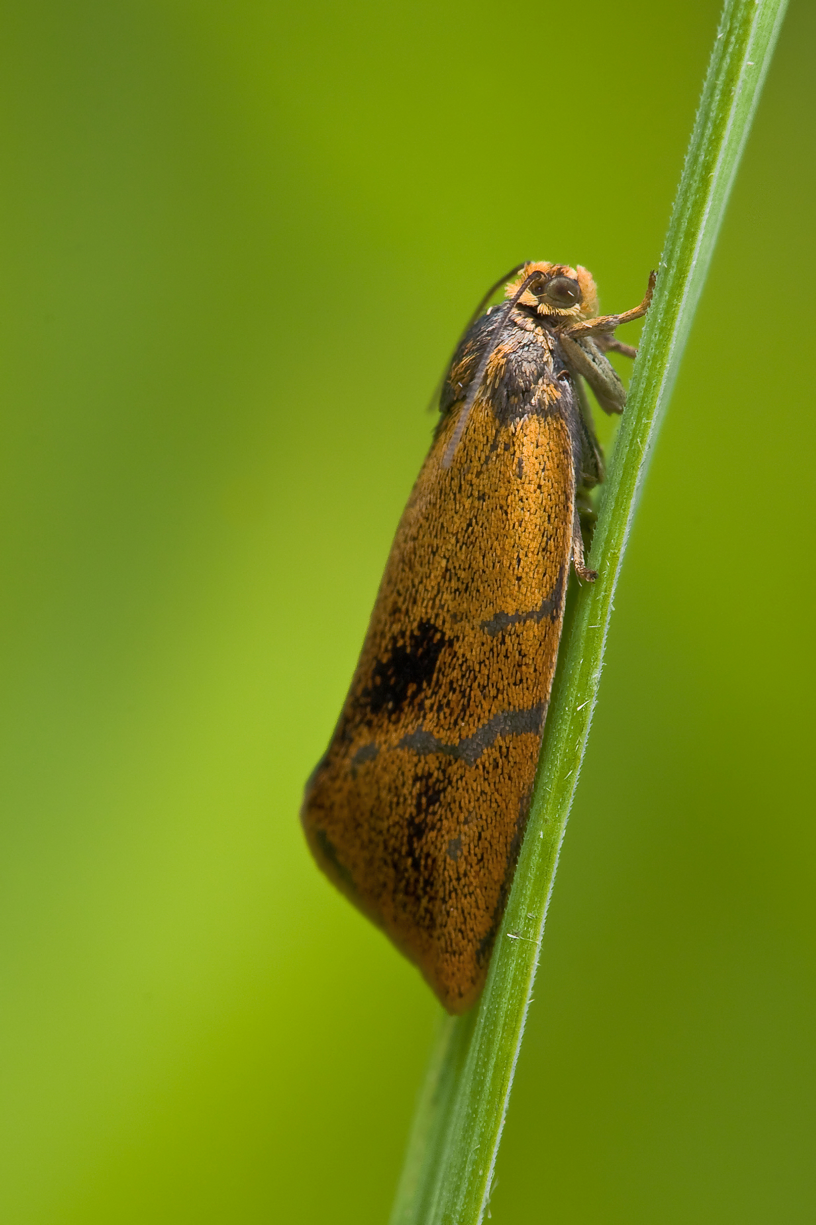 Tortricidae Ptycholoma lecheana
