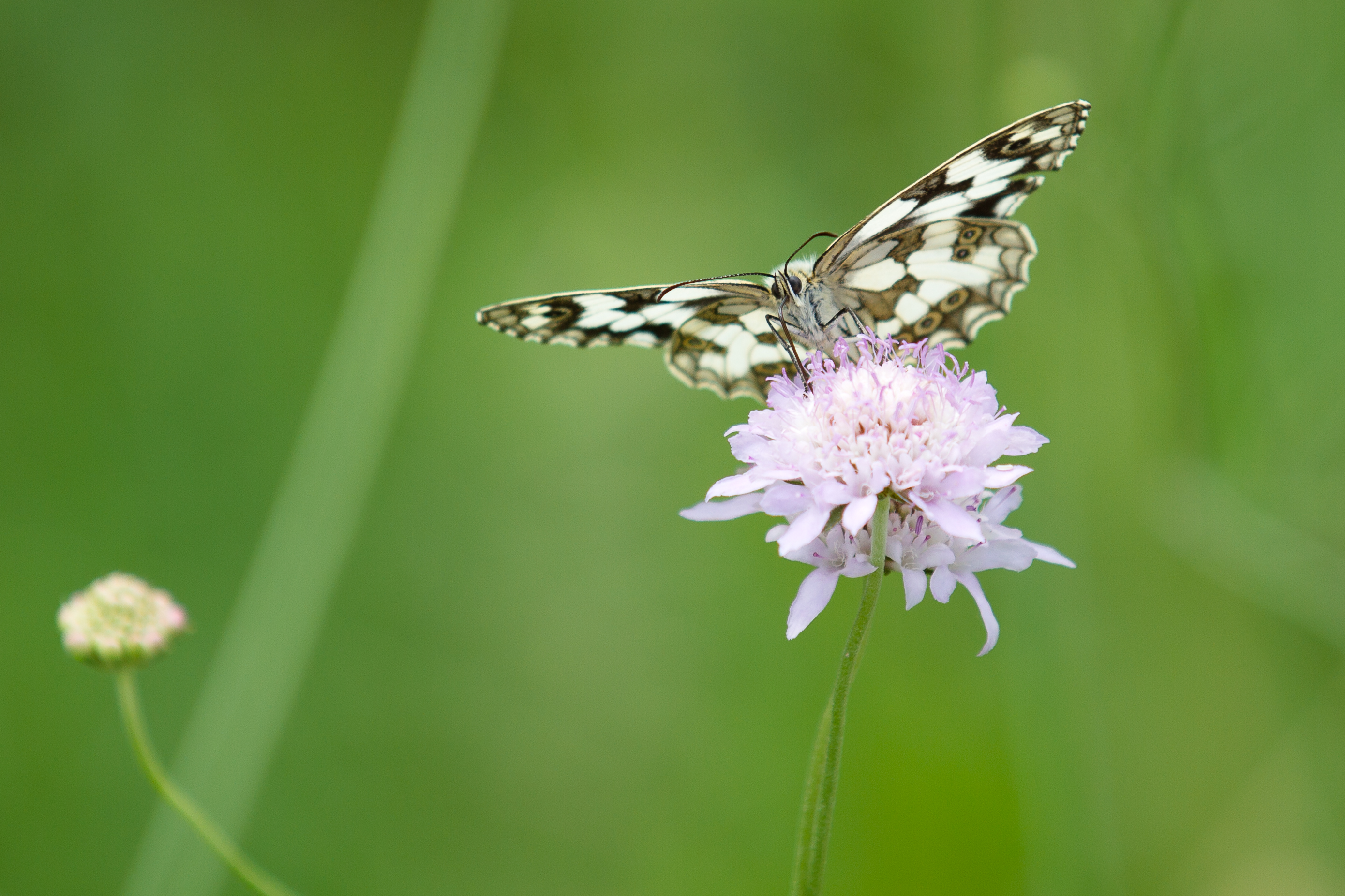Toulouse - La Marouine - Lepidoptera