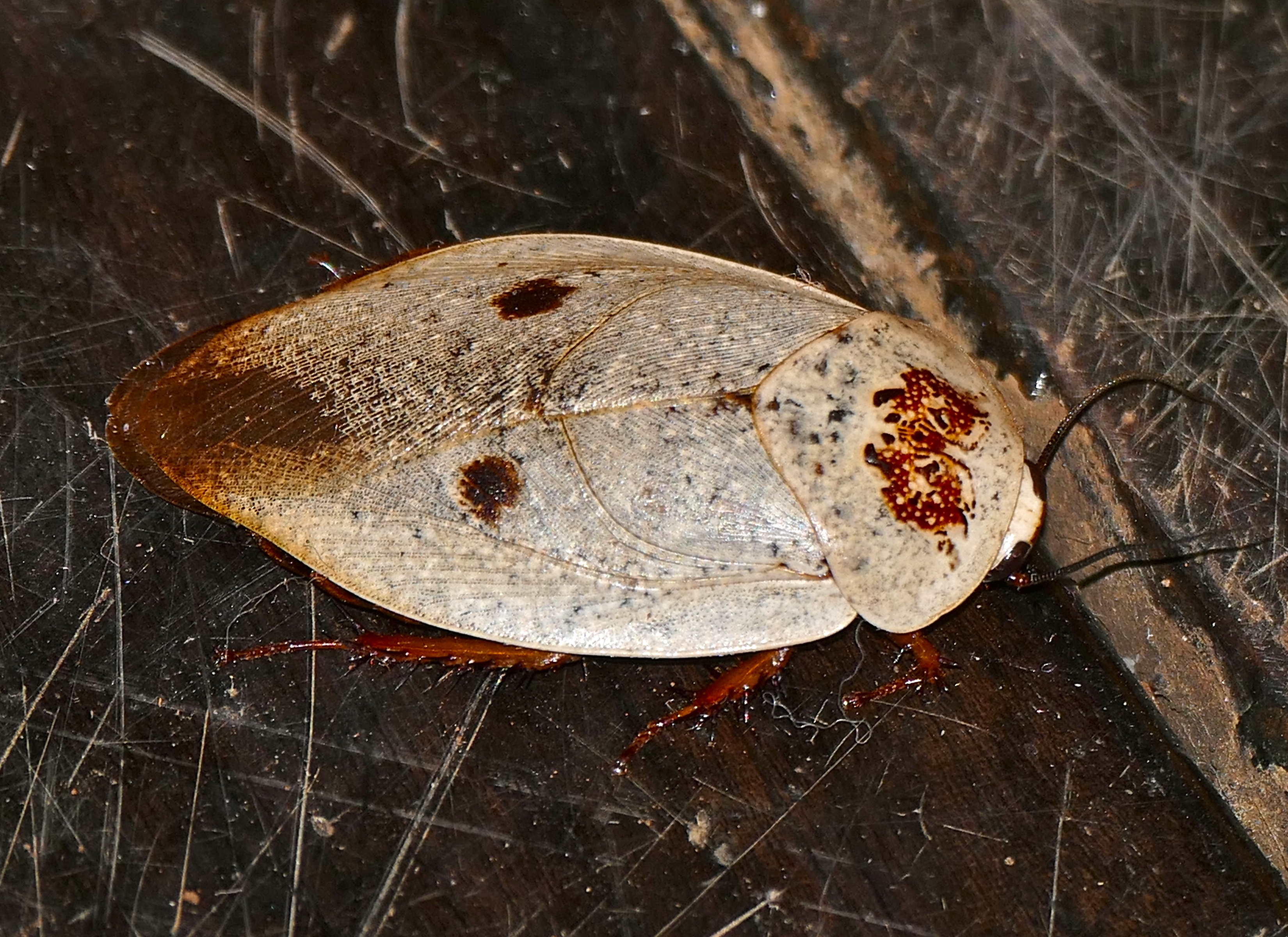 Tree Cockroach (Gyna caffrorum) (16544688867)