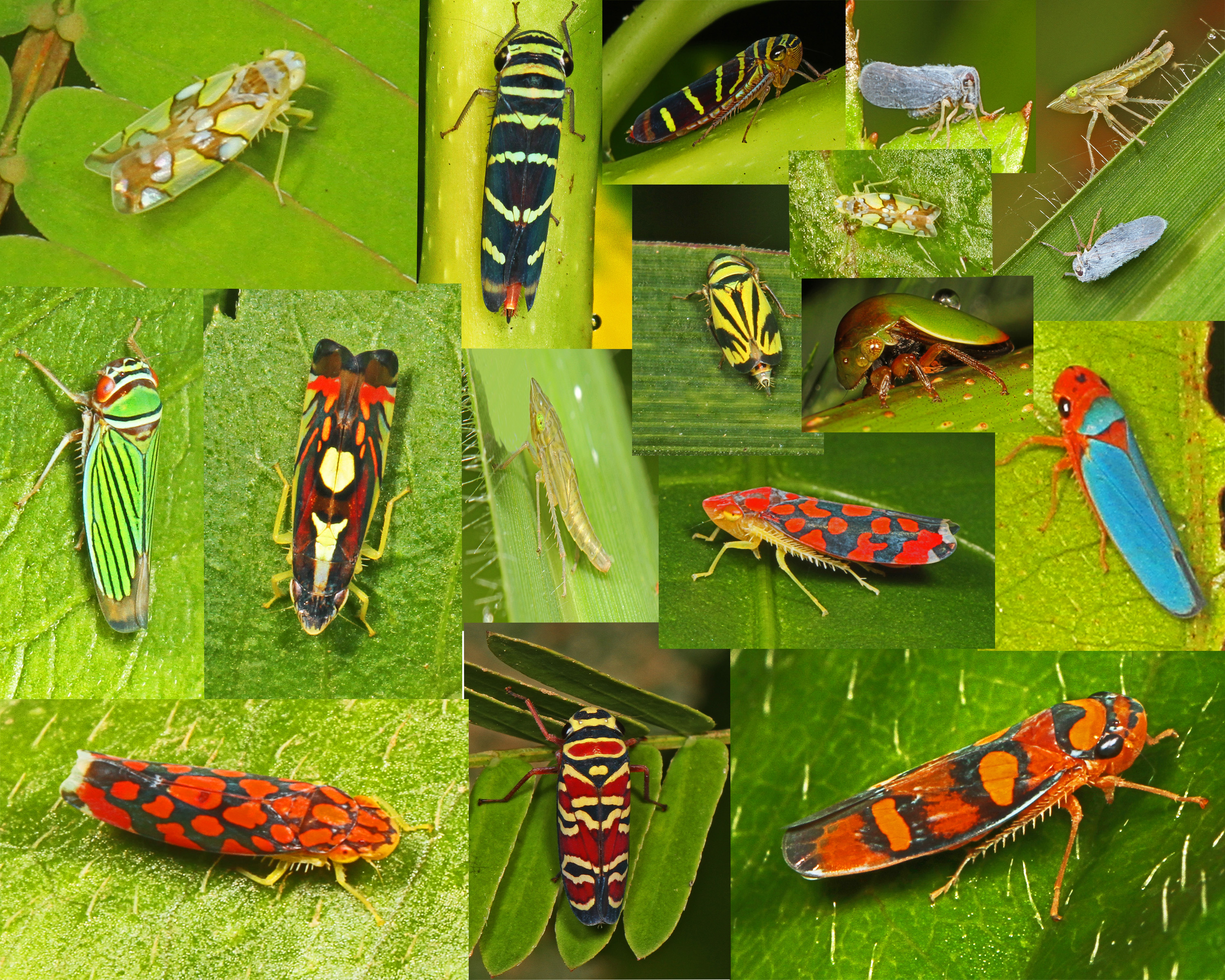 Treehopper - 2013
